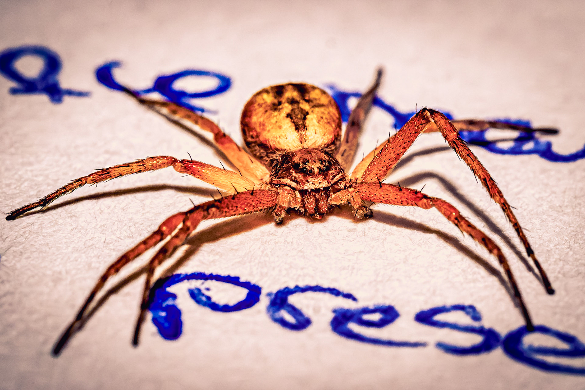Philodromus sp.
