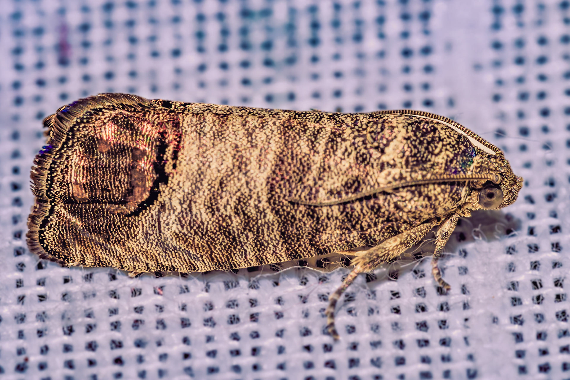 Cydia pomonella