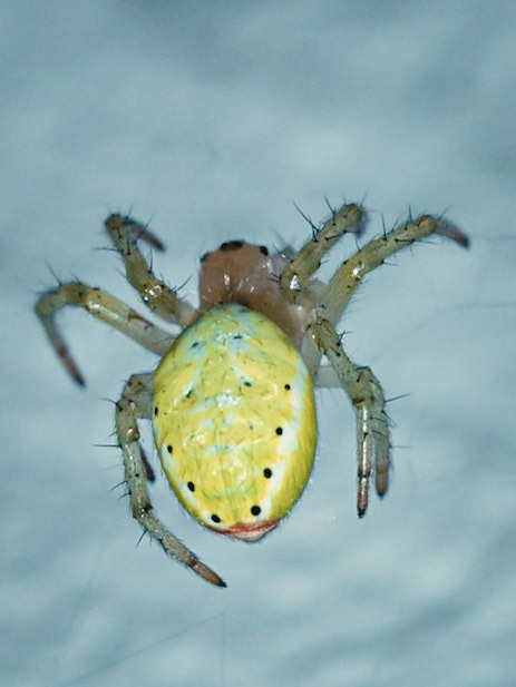 Araniella cucurbitina