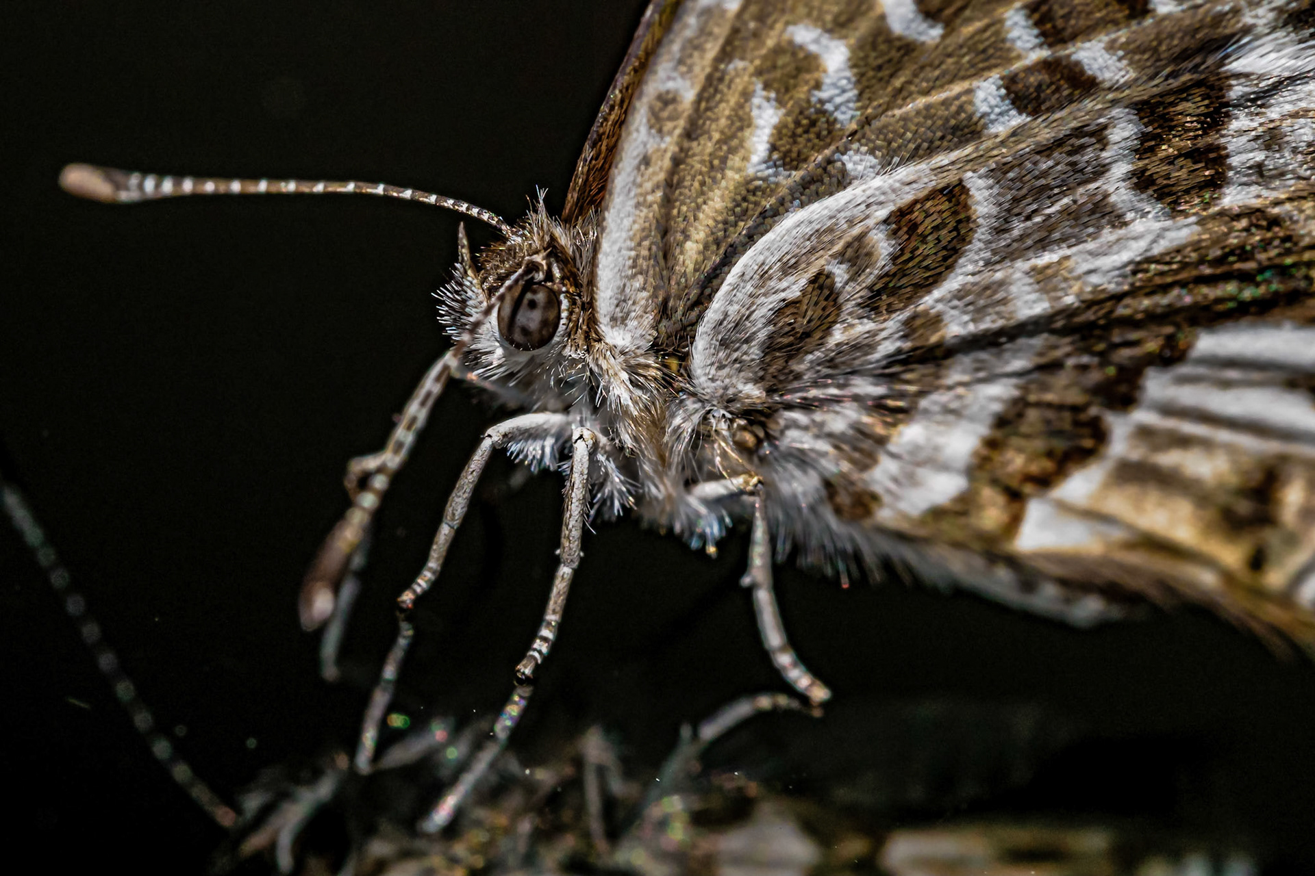 Cacyreus marshalli