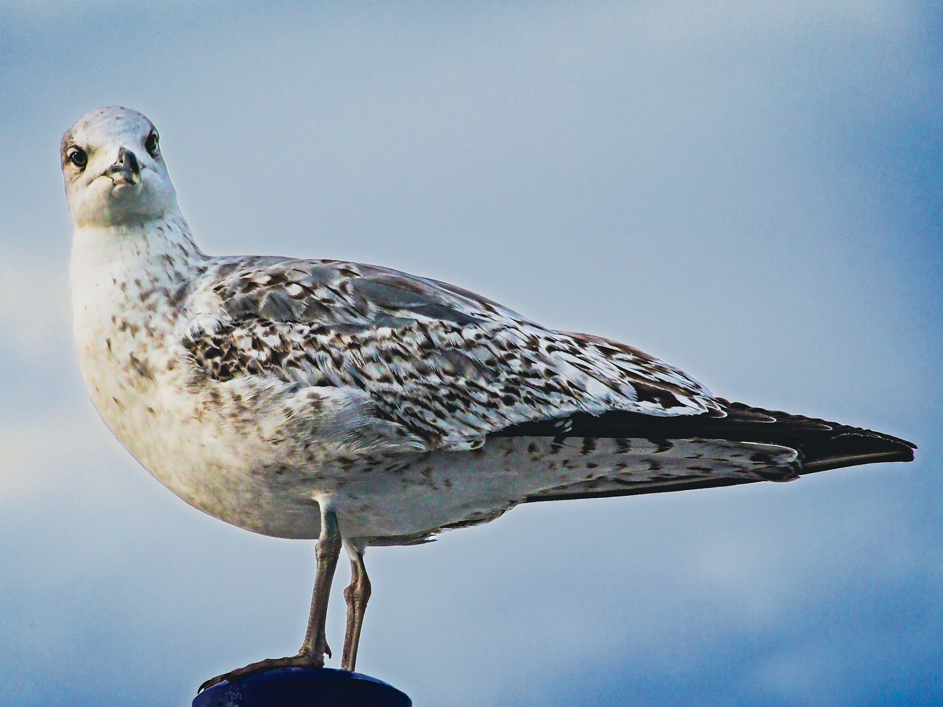 Larus michahellis