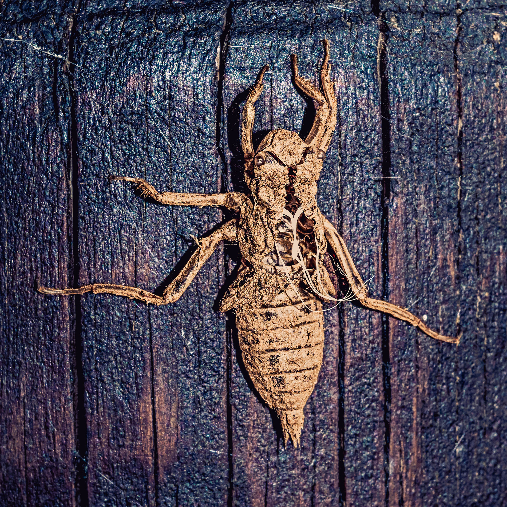 Anisoptera