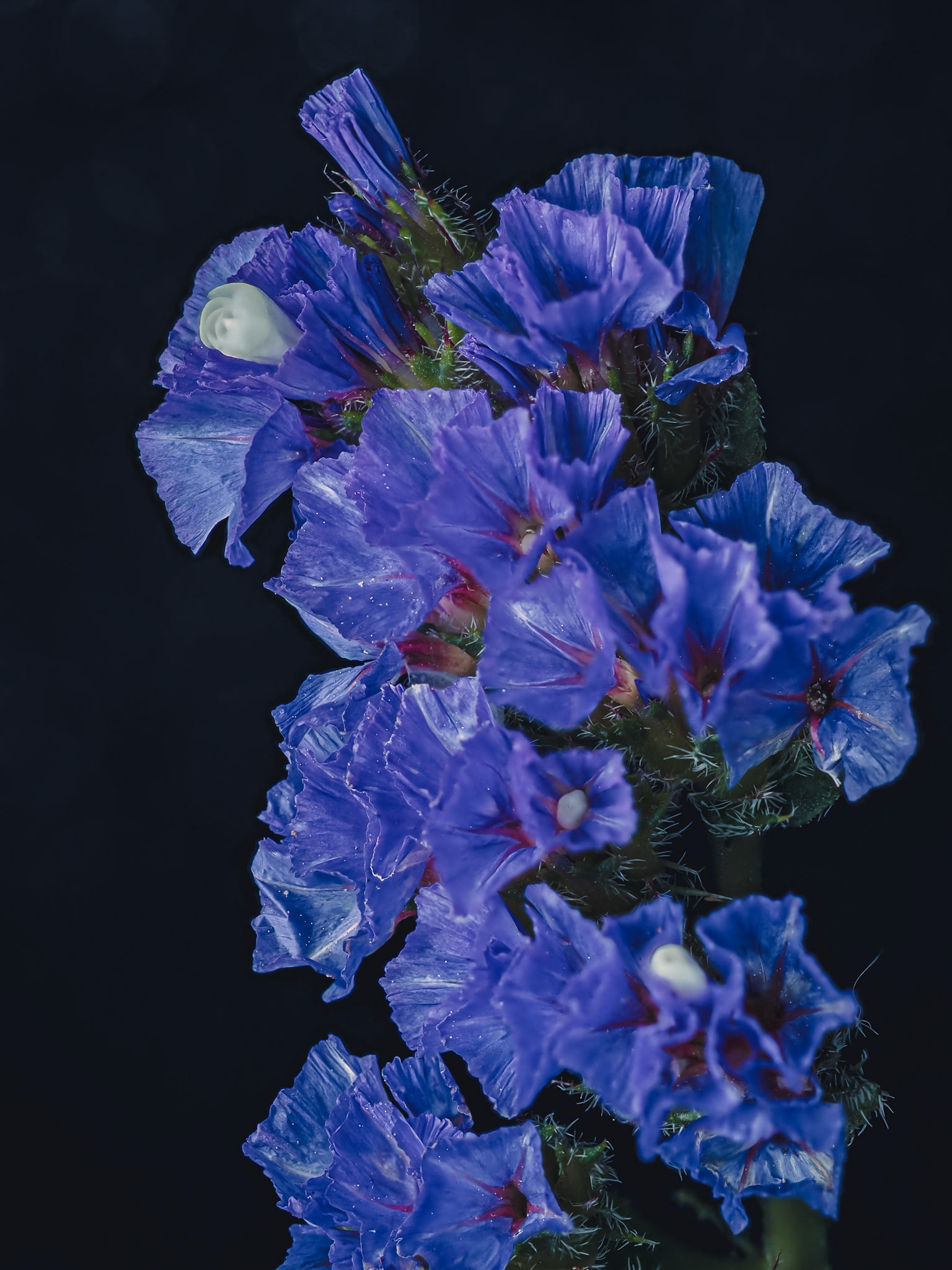 Limonium sinuatum