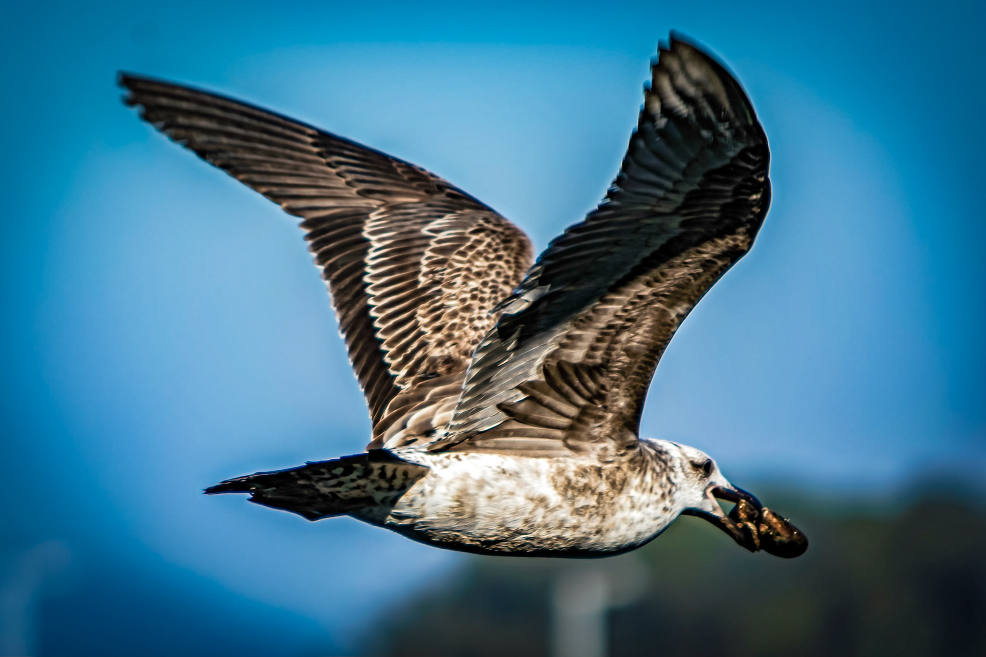 Larus michahellis