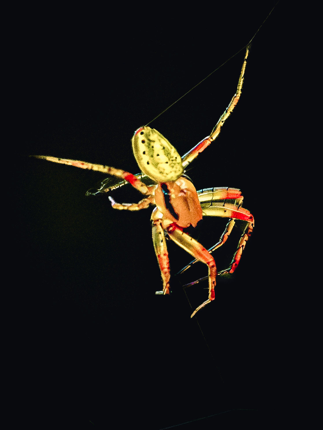 Araniella cucurbitina