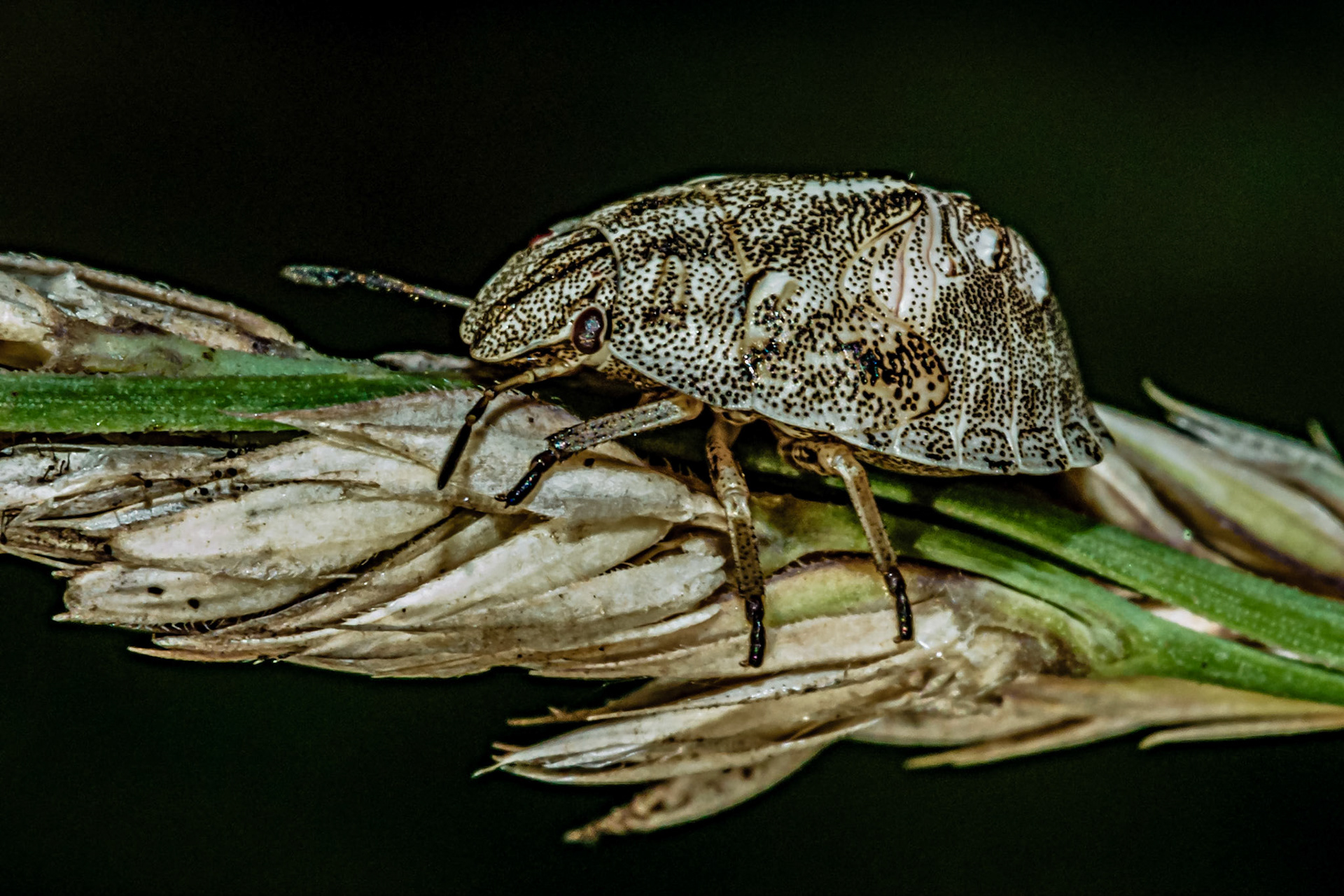 Pentatomoidea