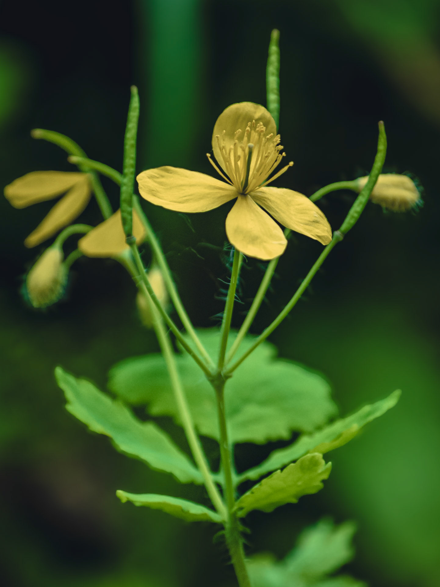 Chelidonium majus