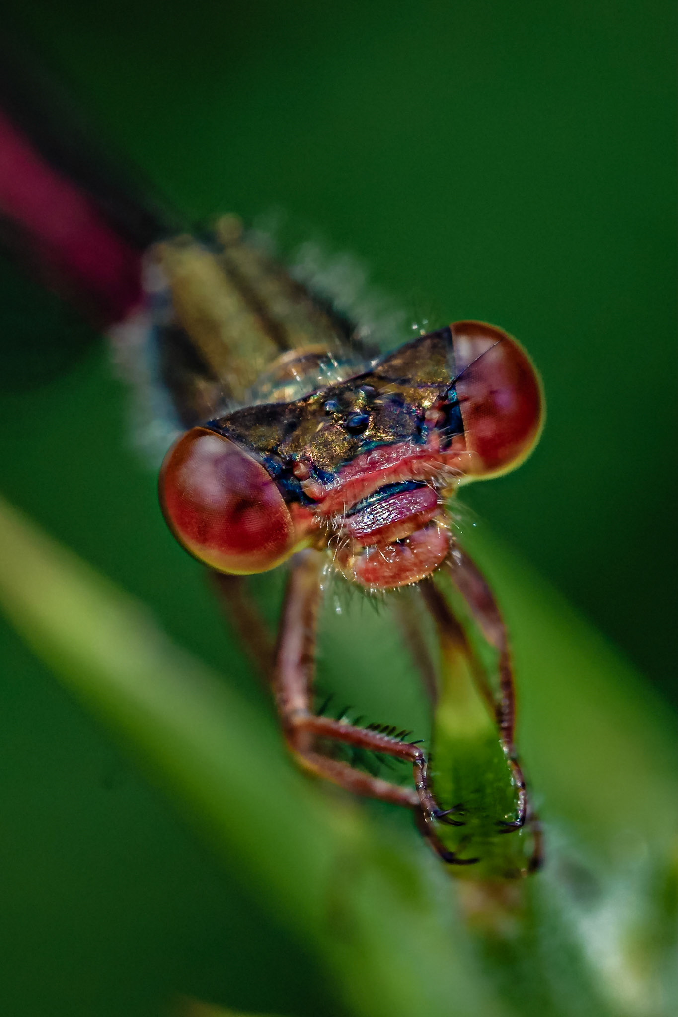 Ceriagrion tenellum