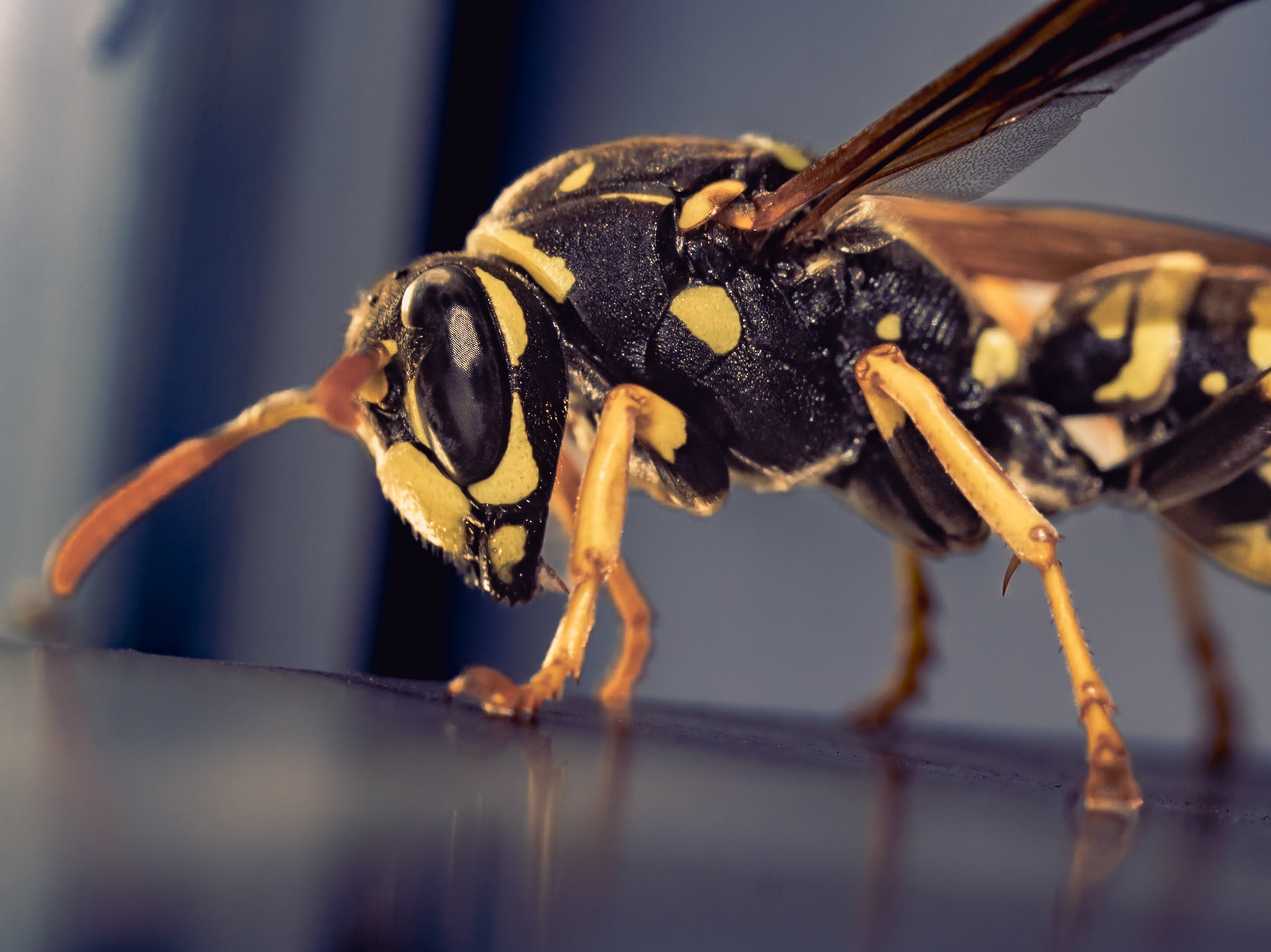 Vespula vulgaris