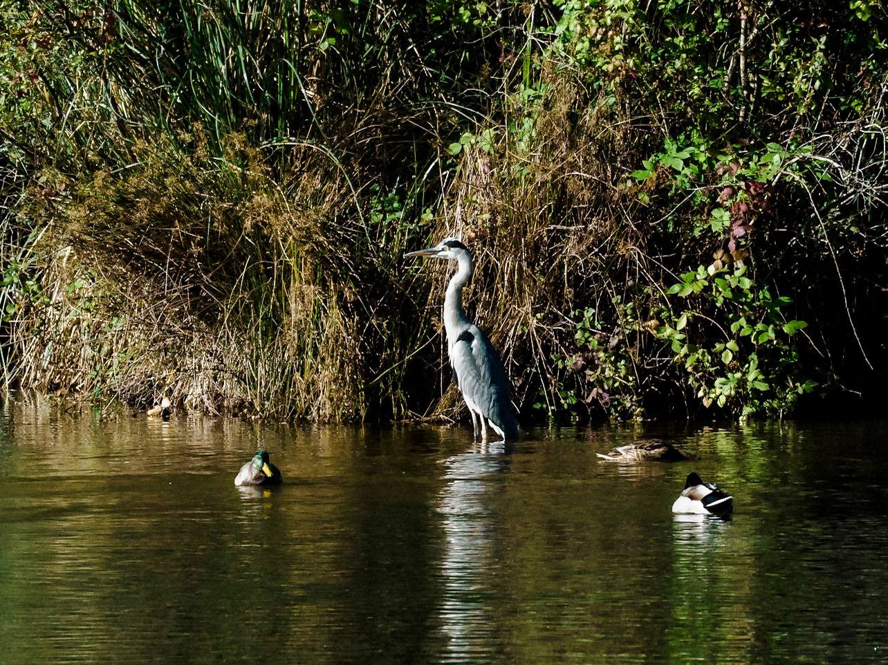 Ardea cocoi