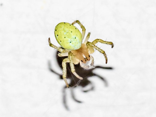 Araniella cucurbitina