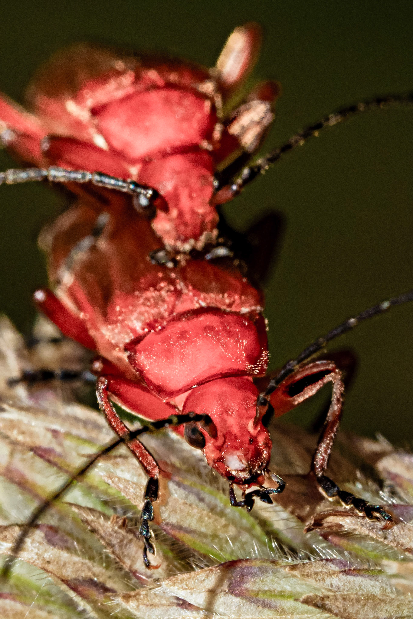 Ragonycha fulva
