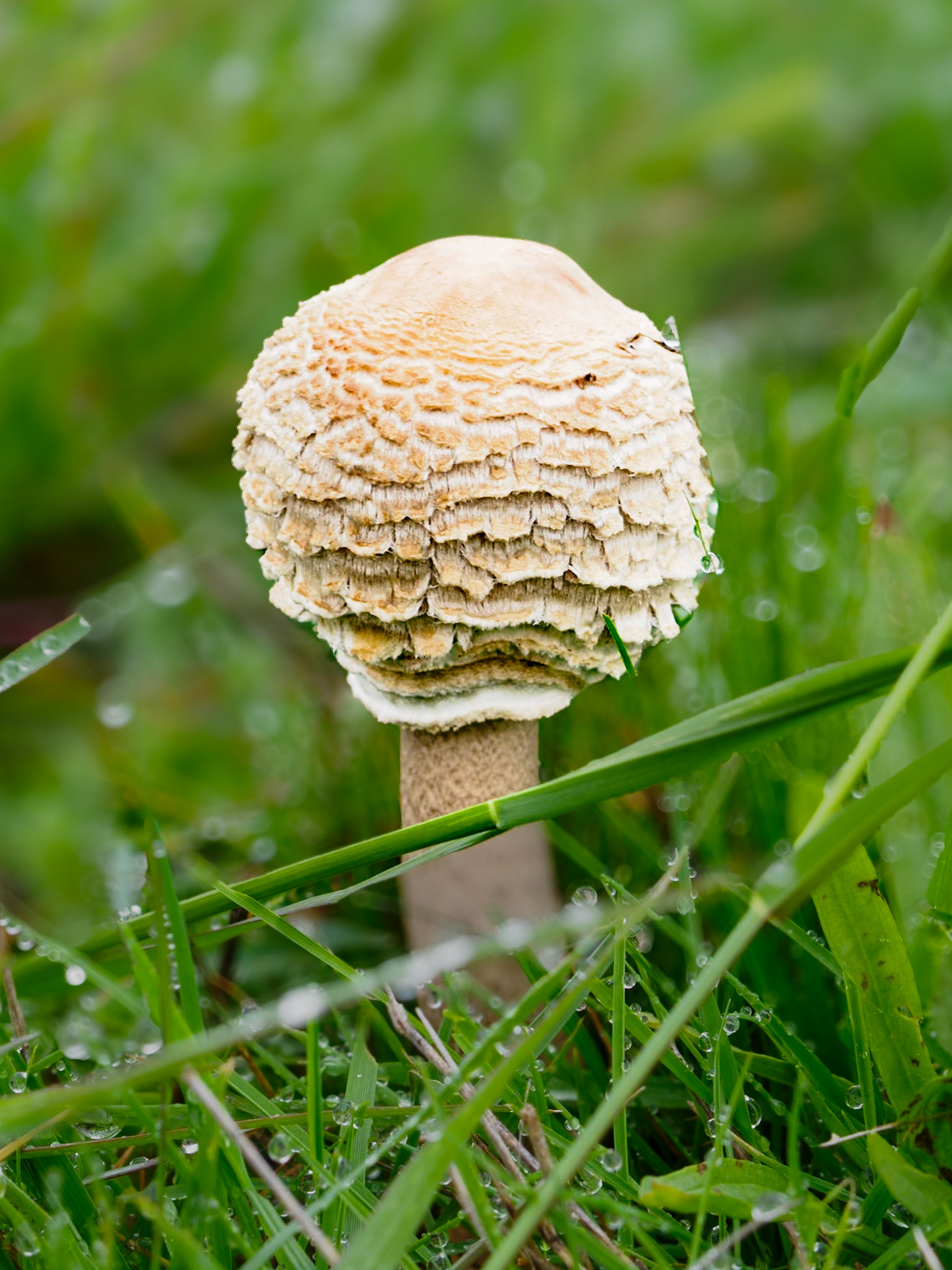 Macrolepiota procera