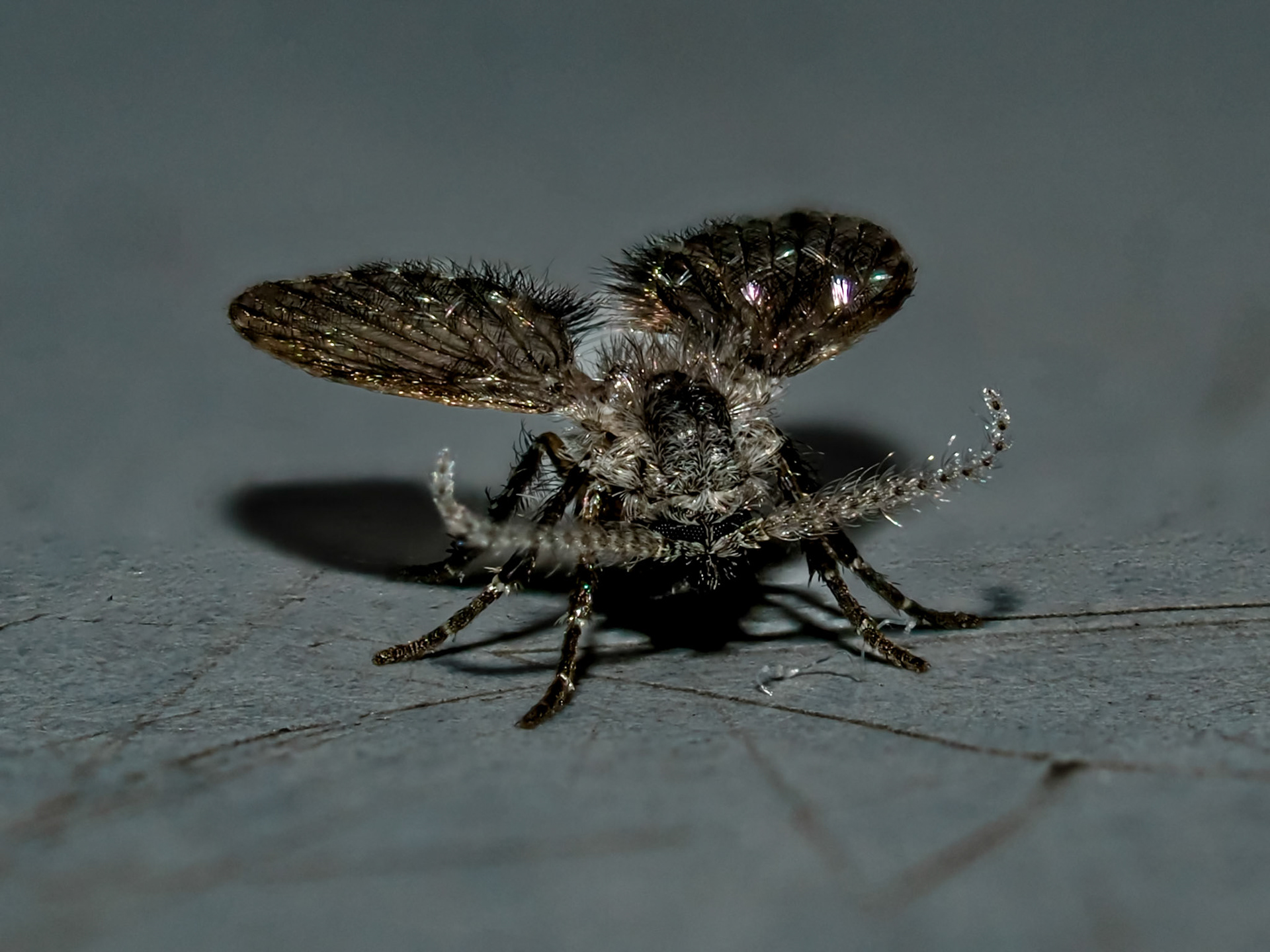 Clogmia albipunctata