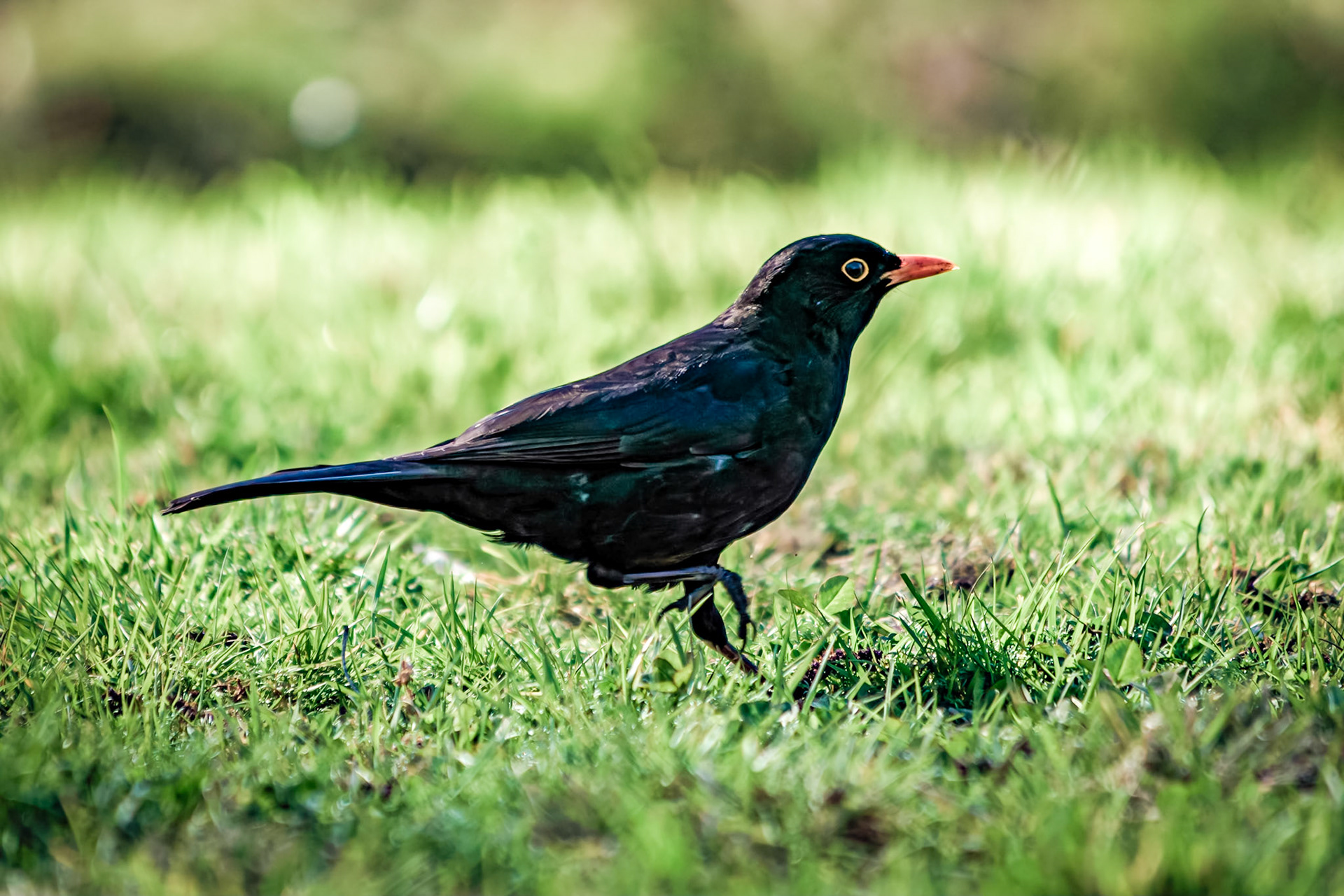 Turdus merula macho
