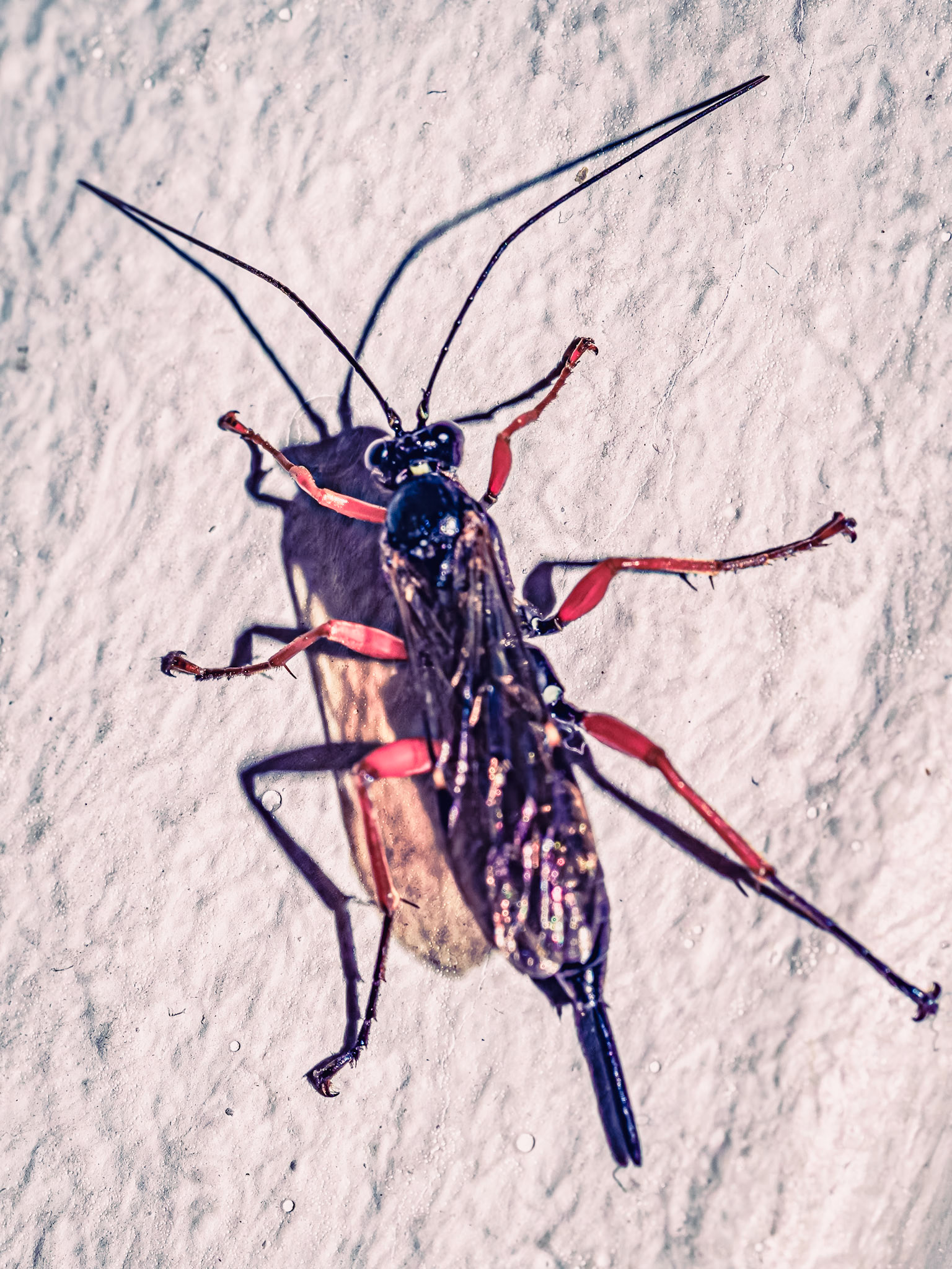 Pimplinae