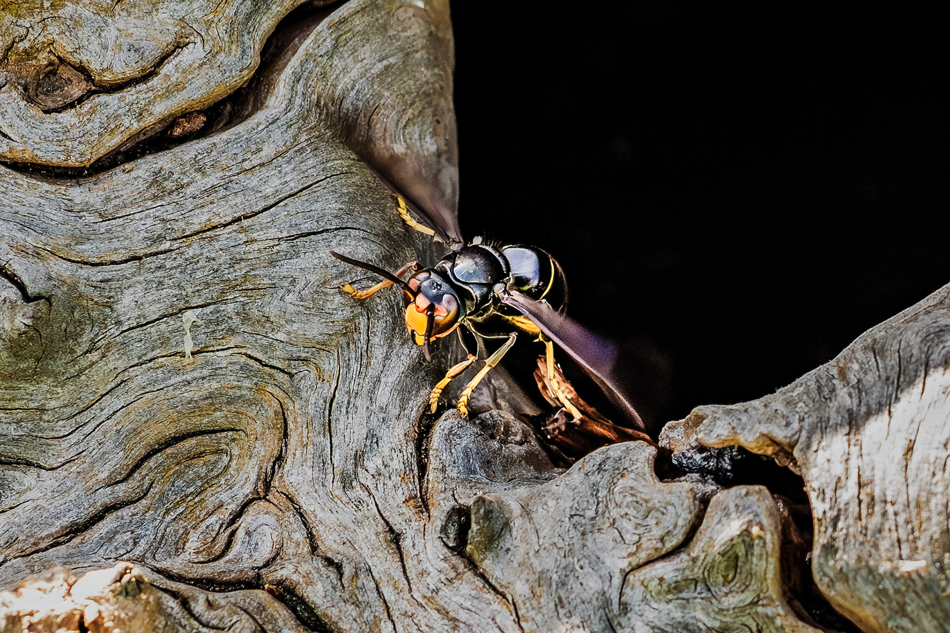 Vespa velutina