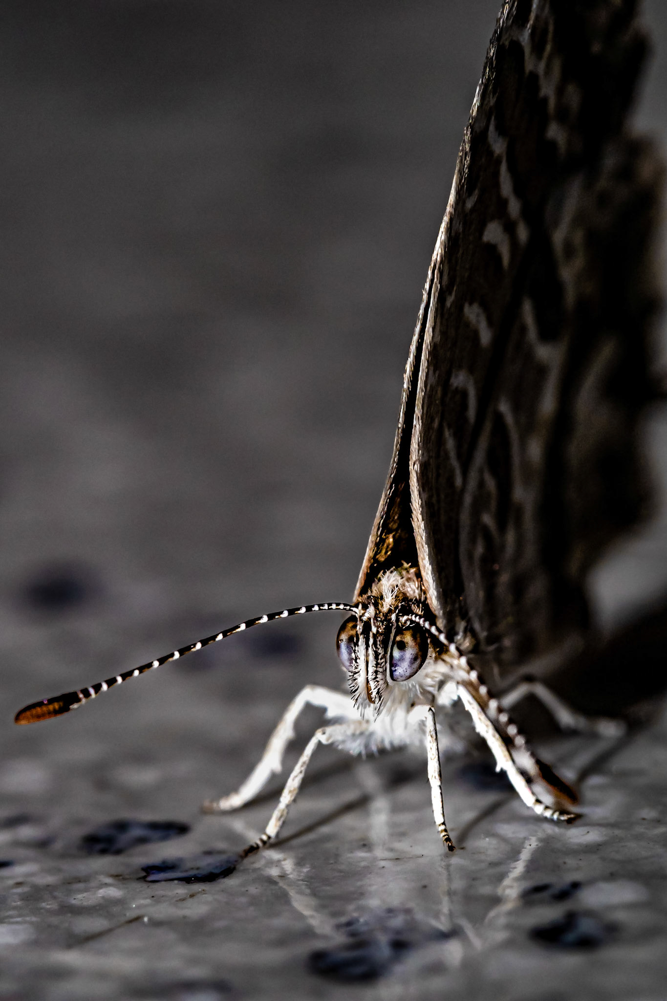 Cacyreus marshalli