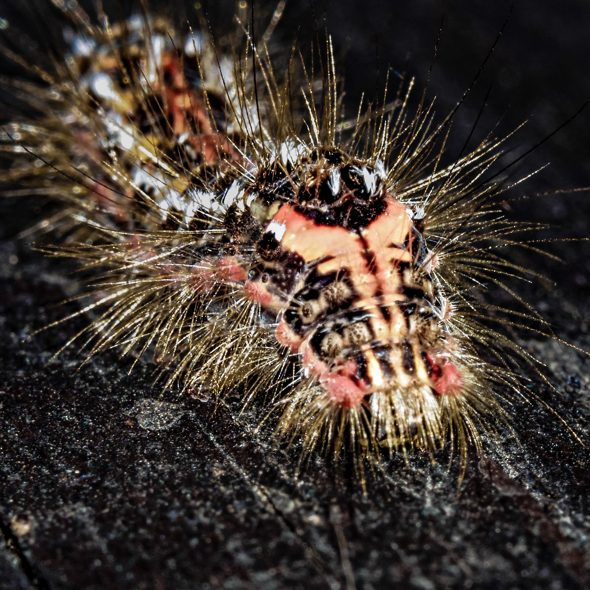 Euproctis similis