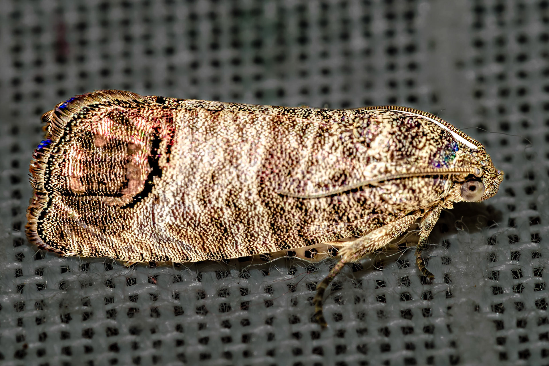 Cydia pomonella