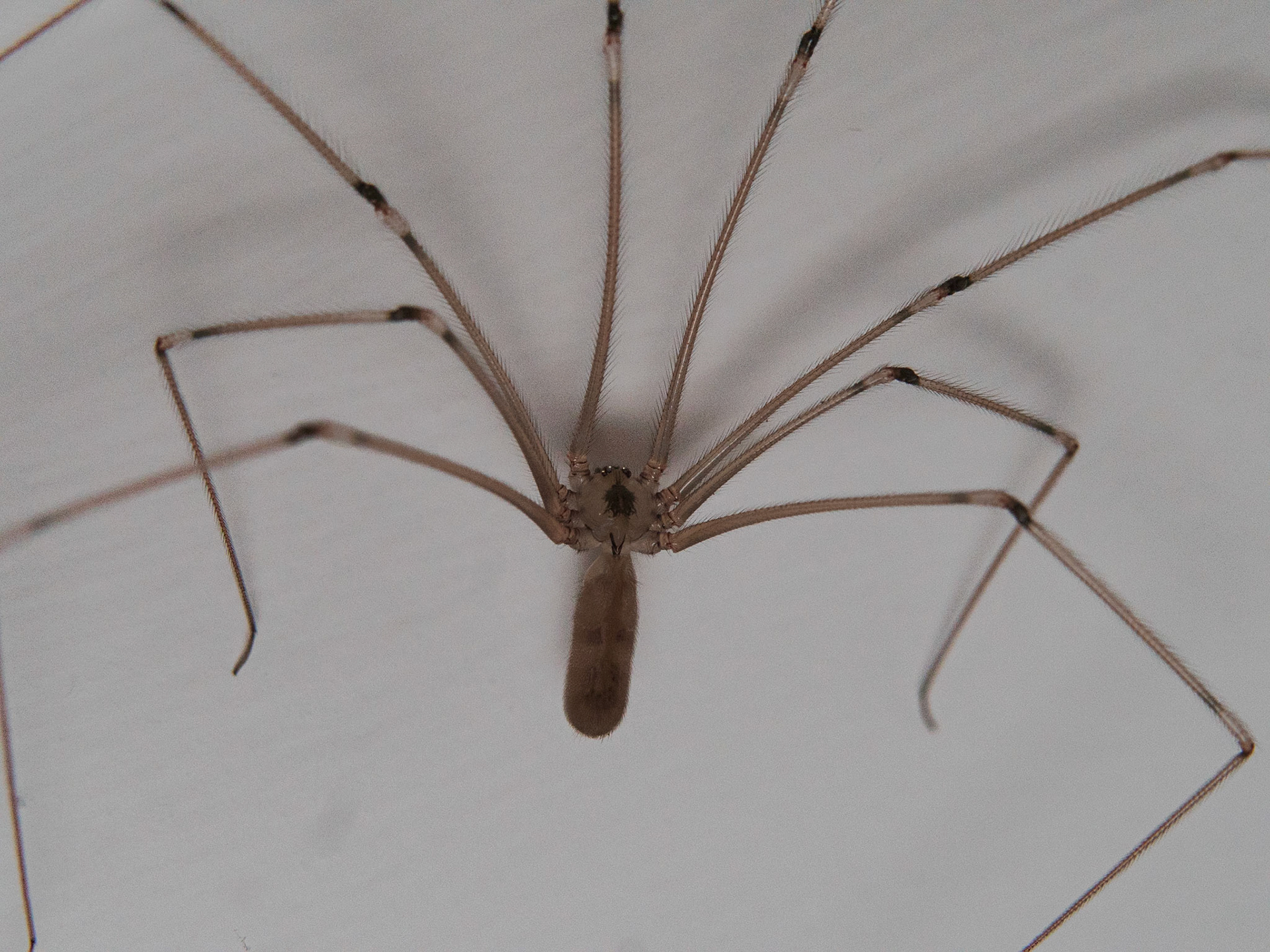 Pholcus phalangioides