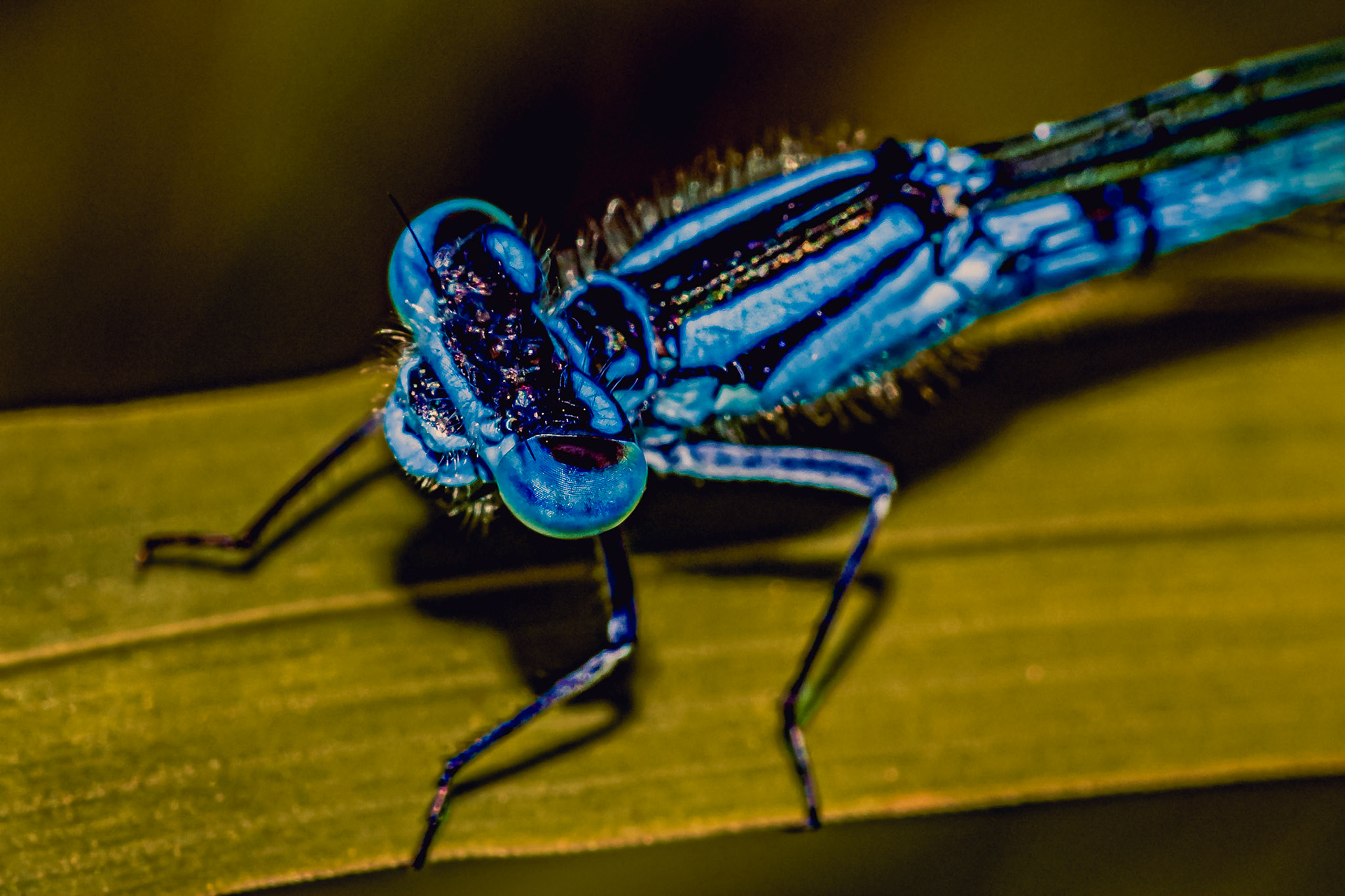 Enallagma cyathigerum