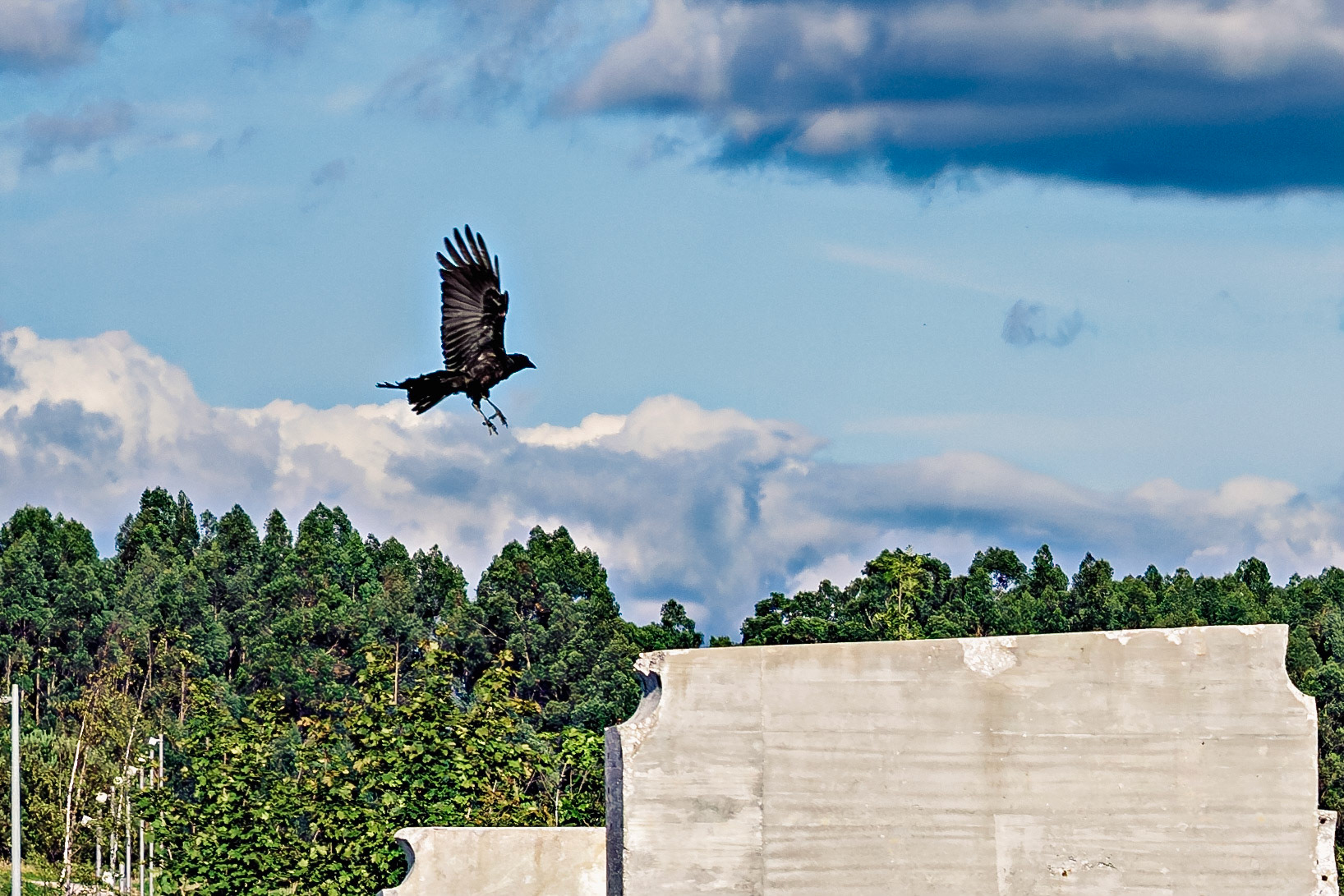 Corvus corax
