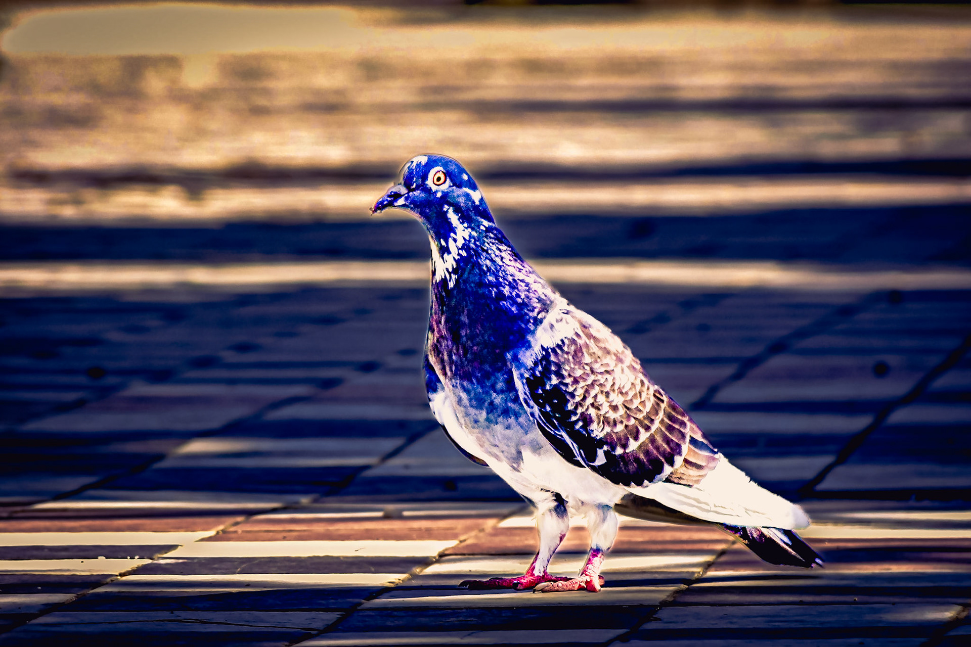 Columba livia domestica