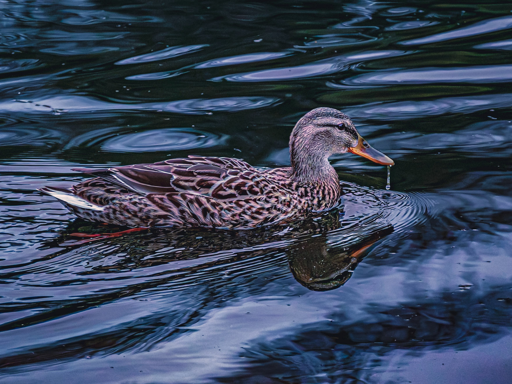 Anas platyrhynchos f