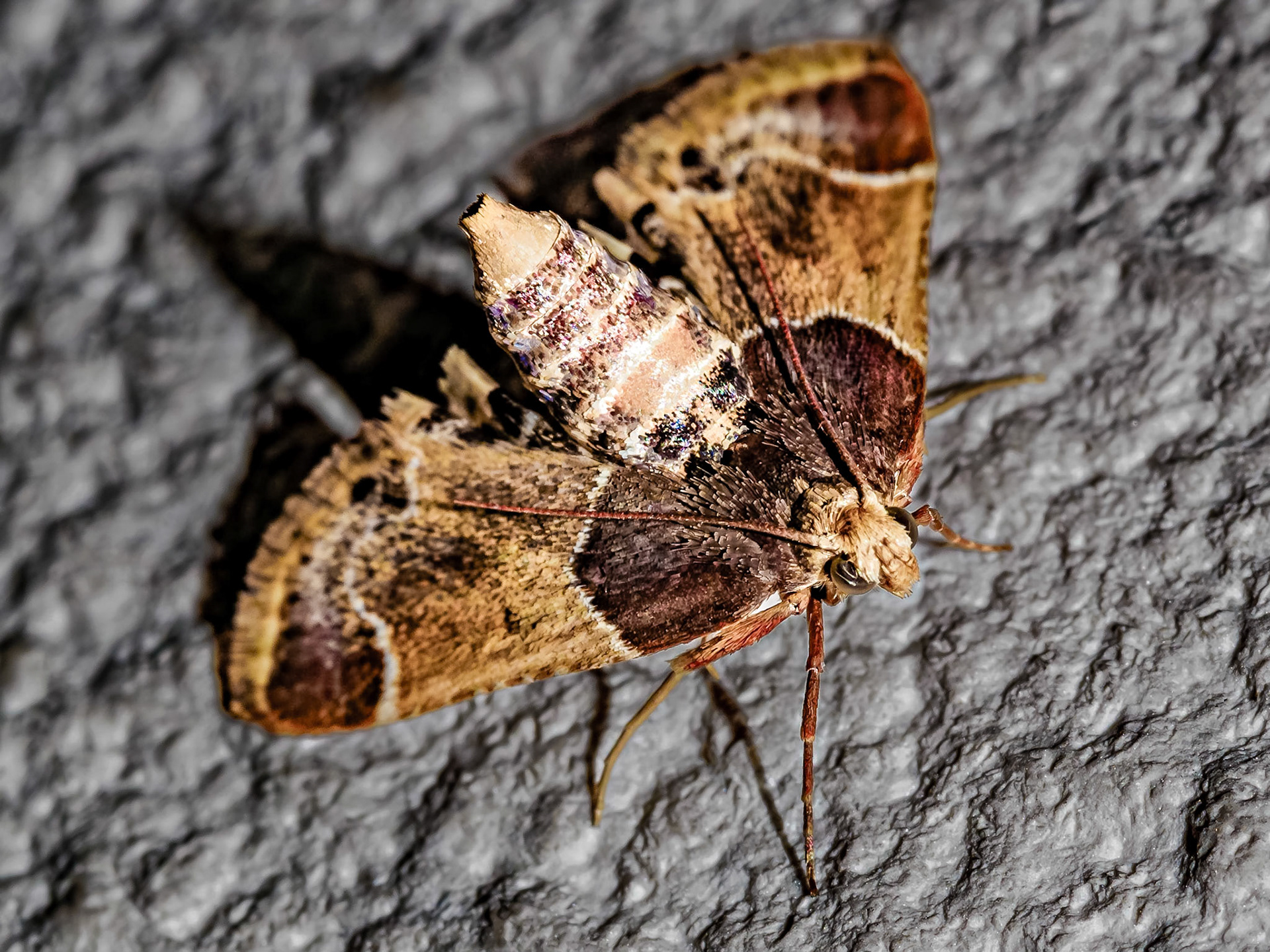Pyralis farinalis