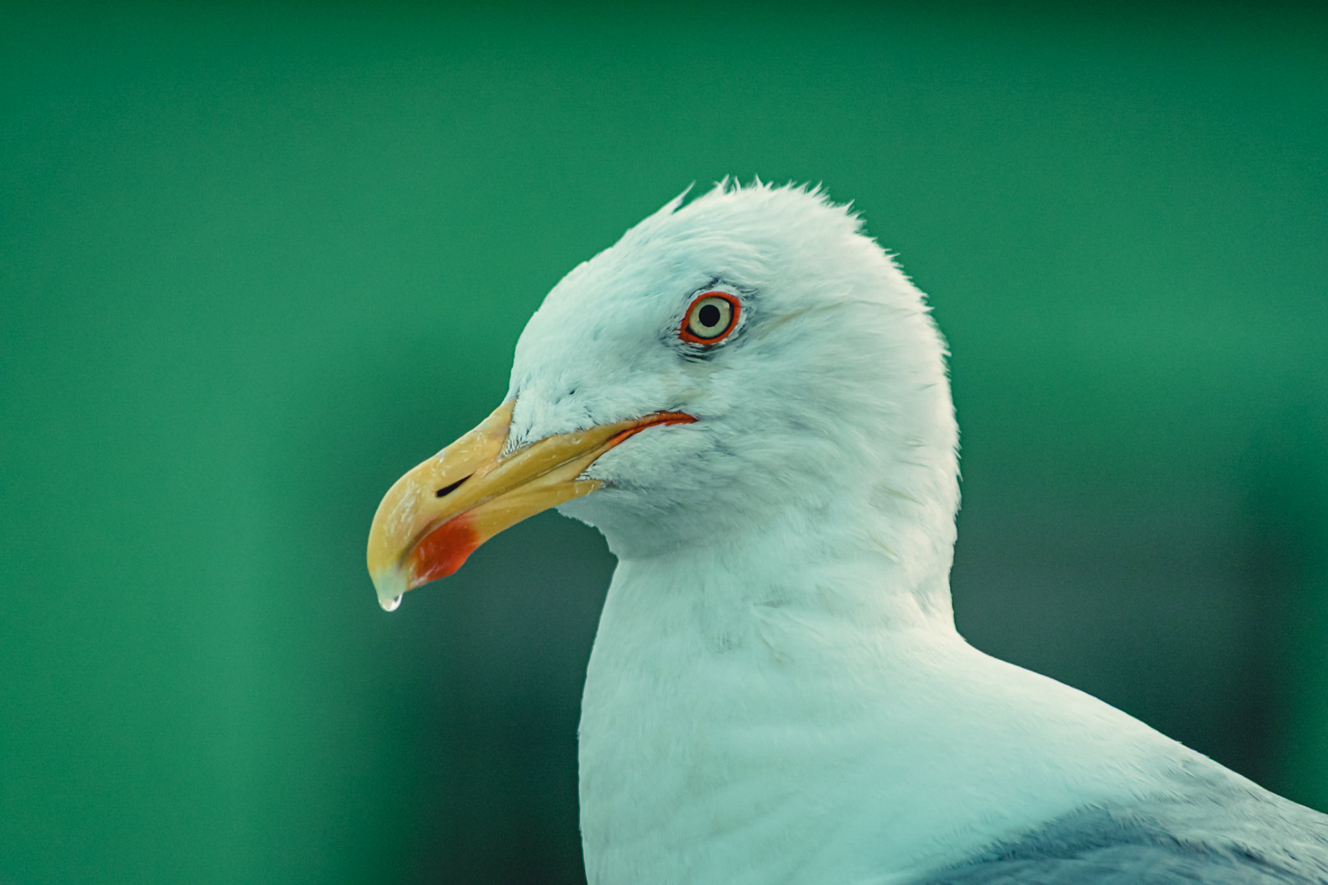 Larus dominicanus