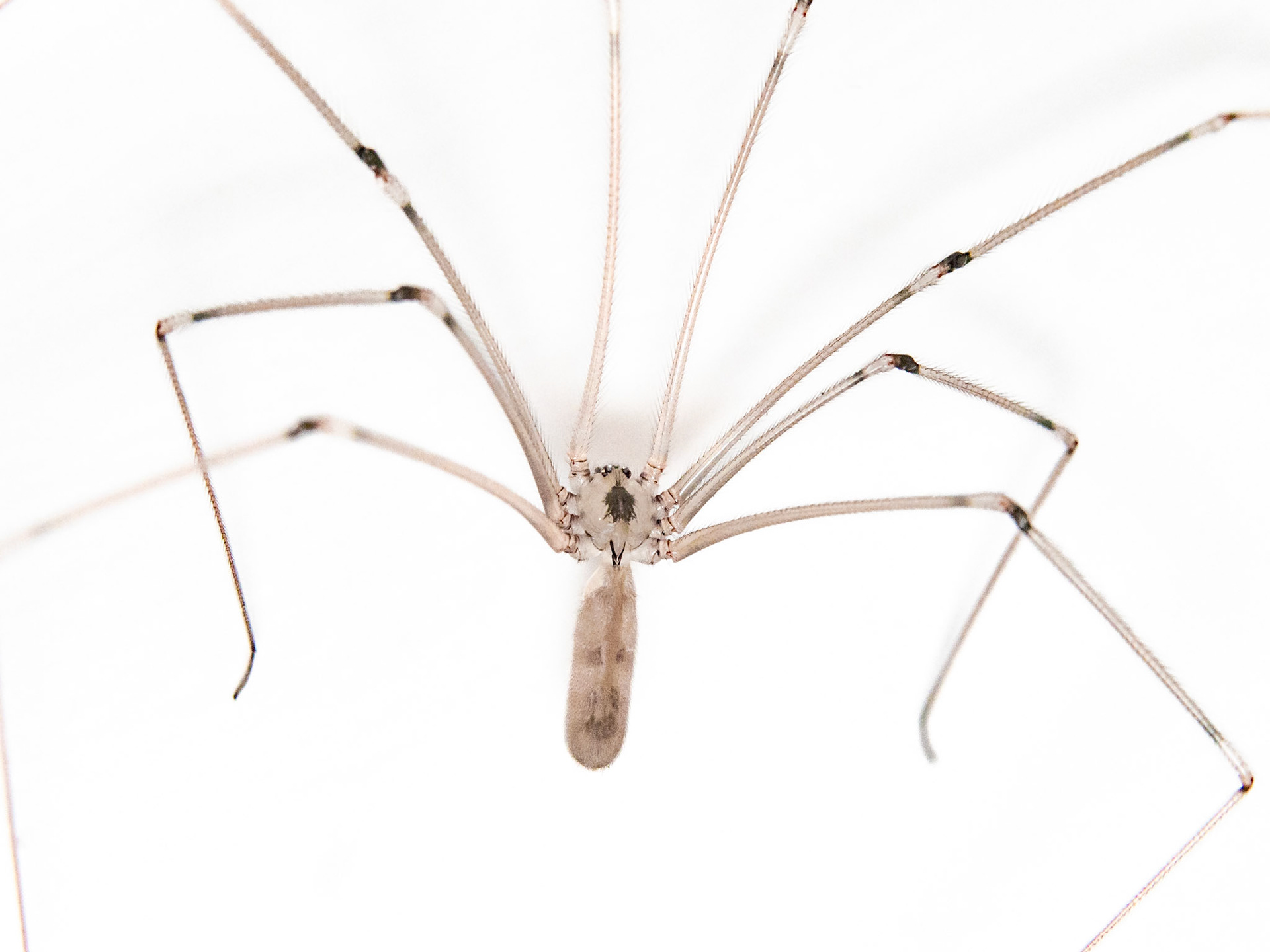 Pholcus phalangioides