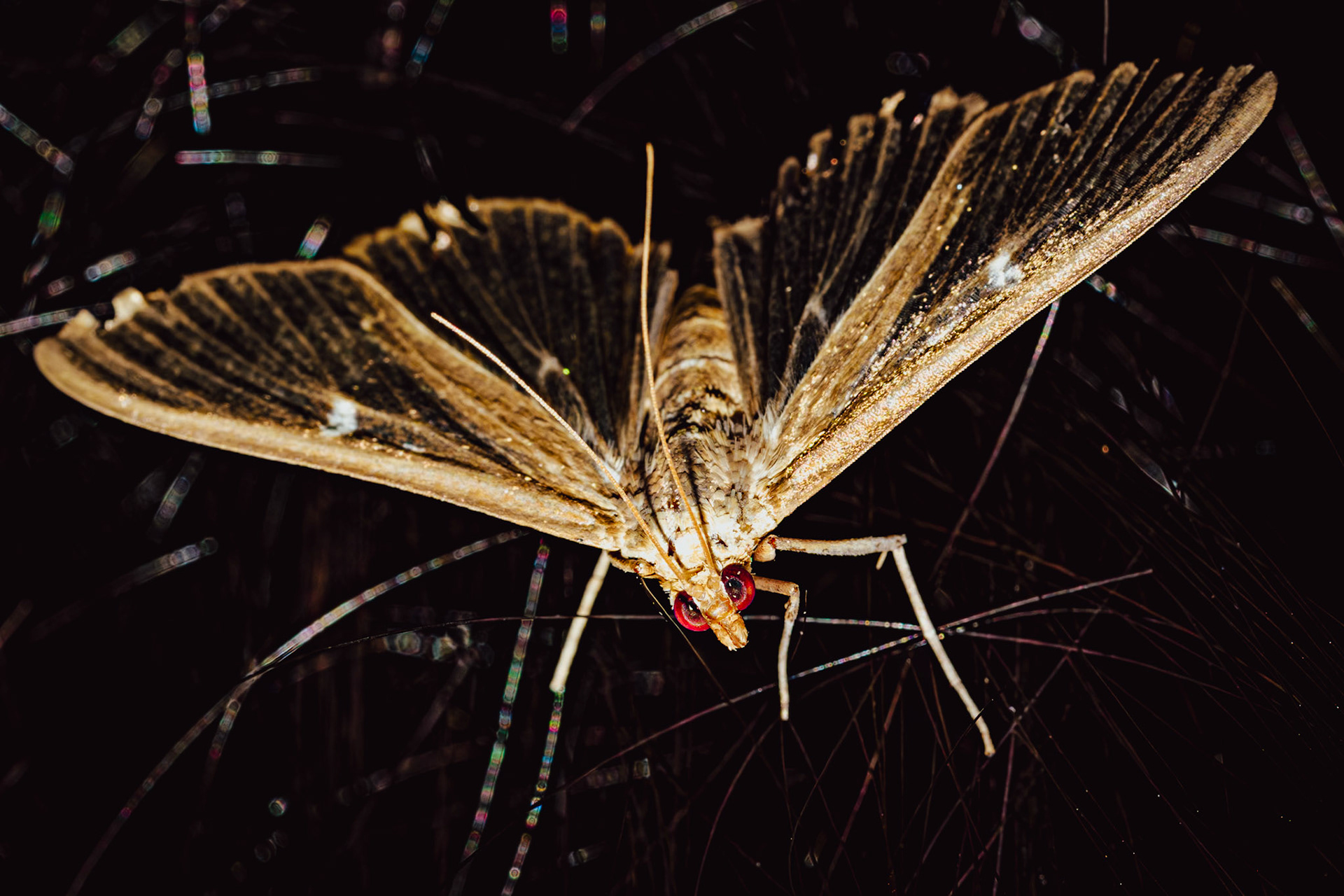 Cydalima perspectalis