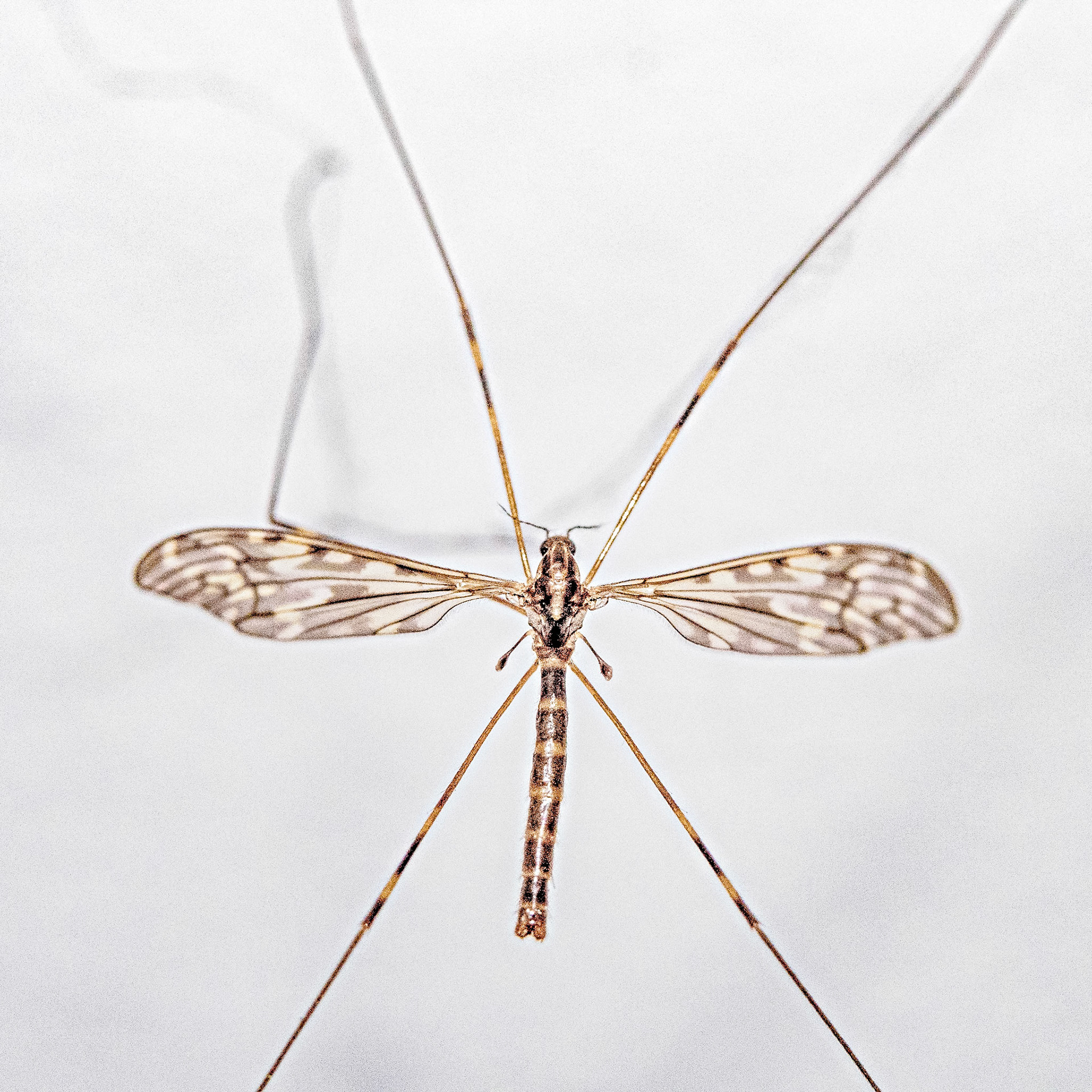 Tipula