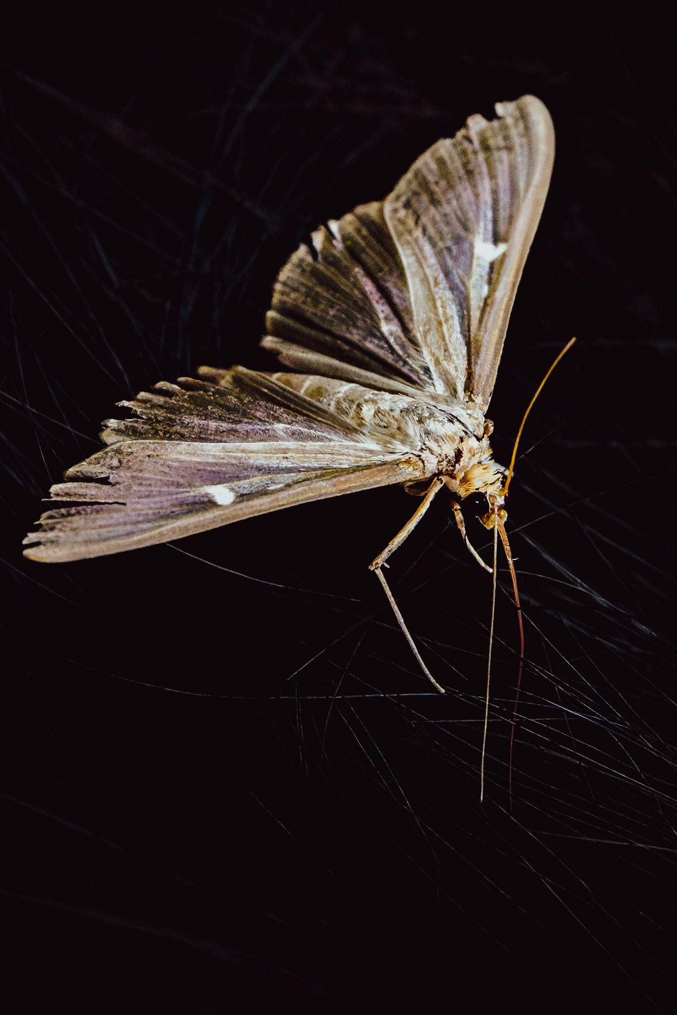 Cydalima perspectalis