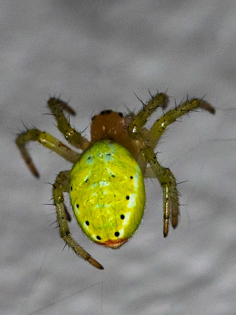 Araniella cucurbitina