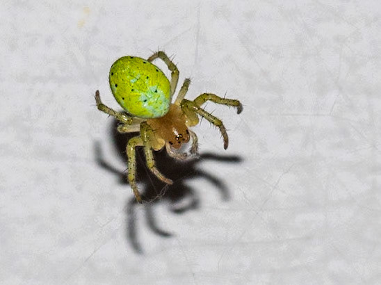 Araniella cucurbitina