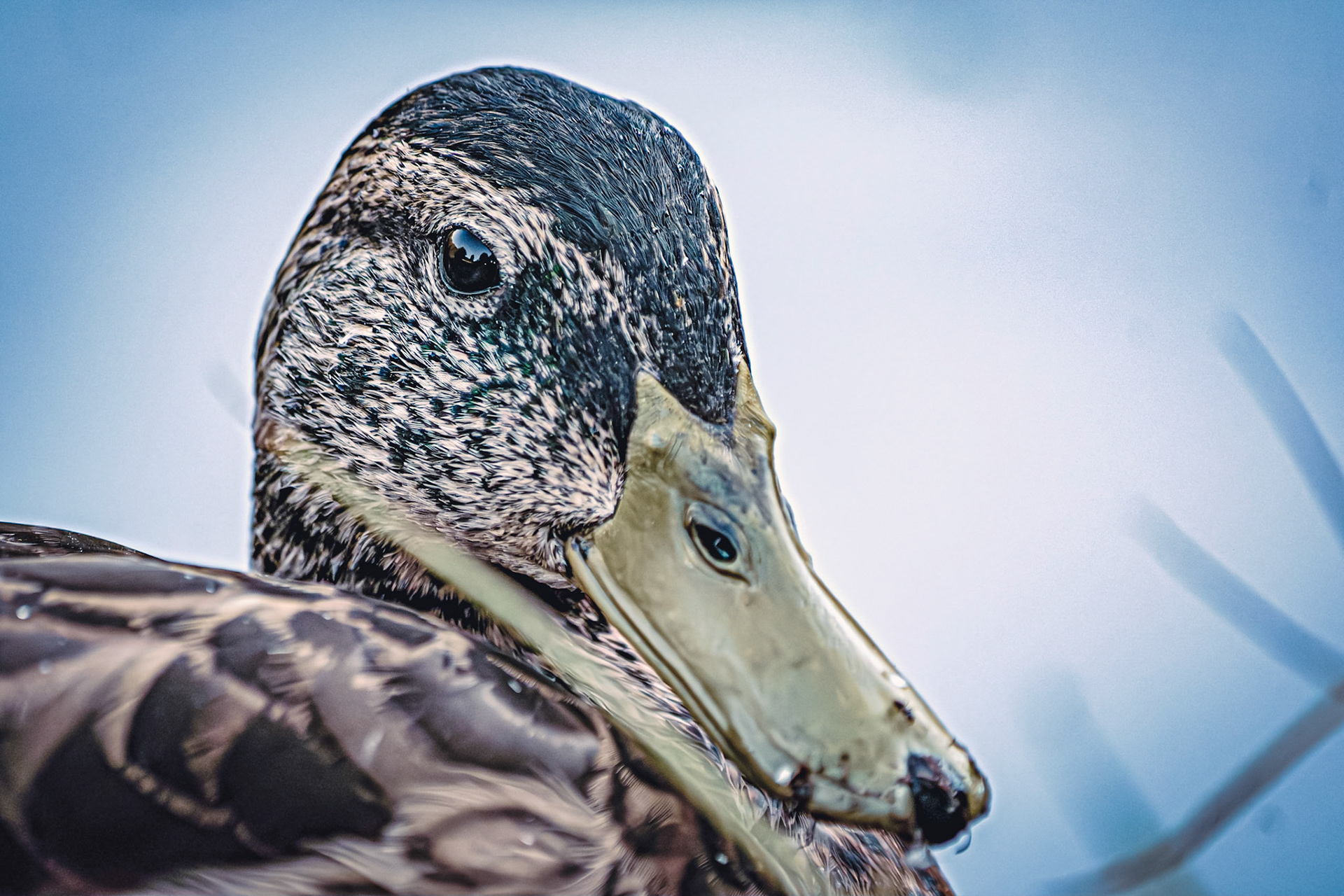 Anas platyrhynchos femia