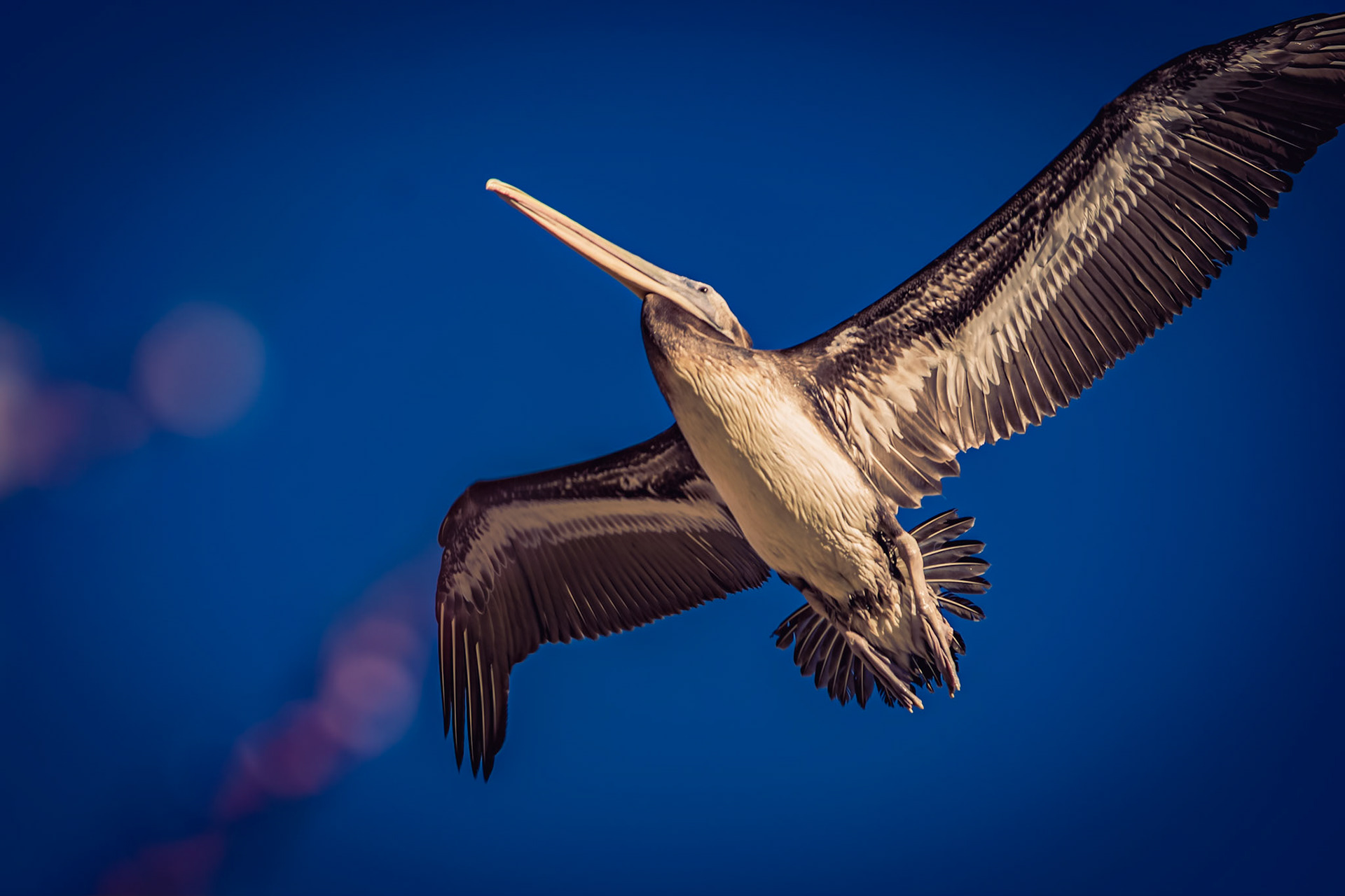 Pelecanus thagus