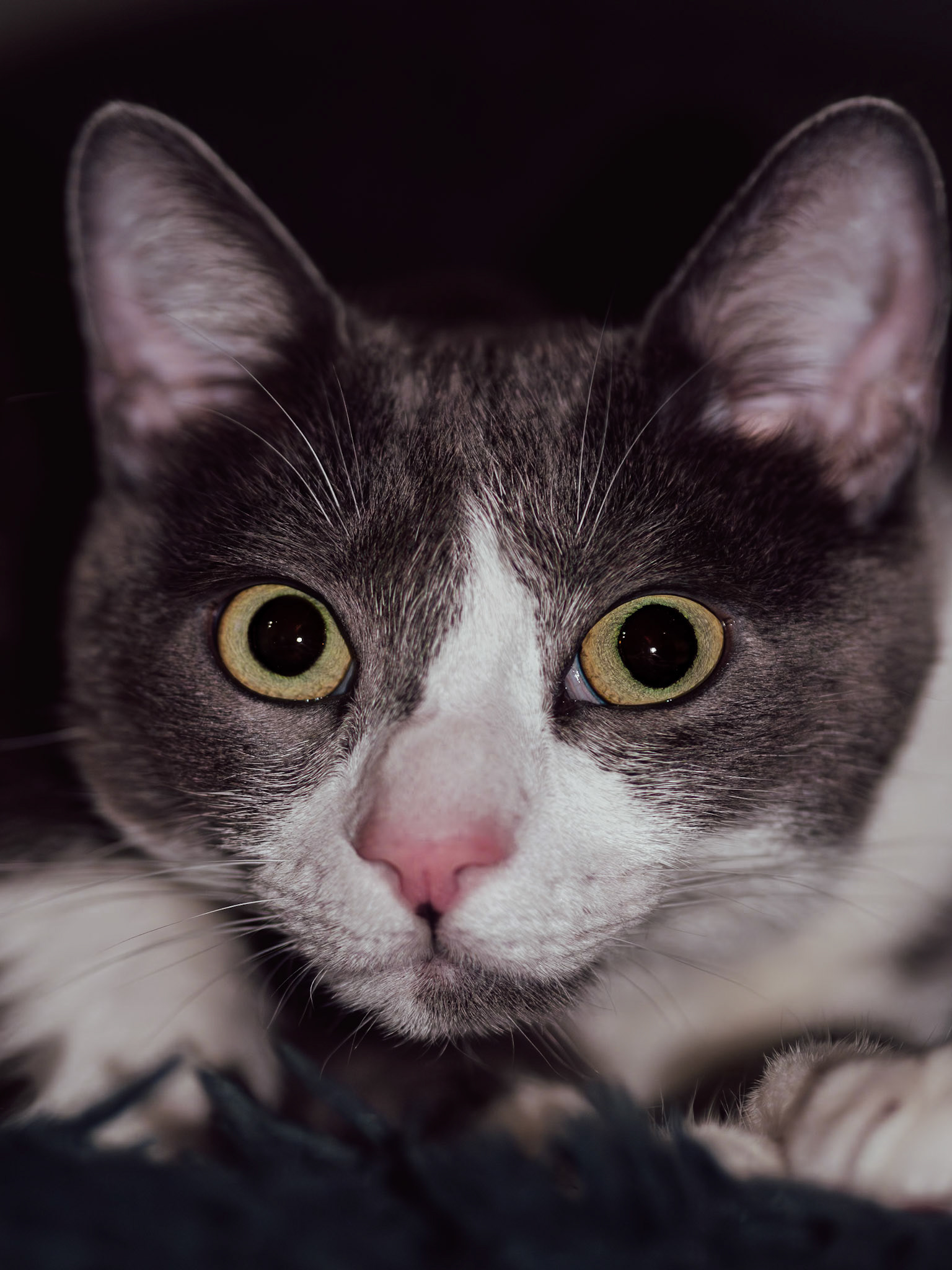 OLYMPUS DIGITAL CAMERA