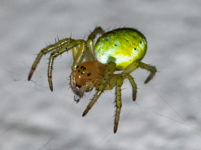 Araniella cucurbitina