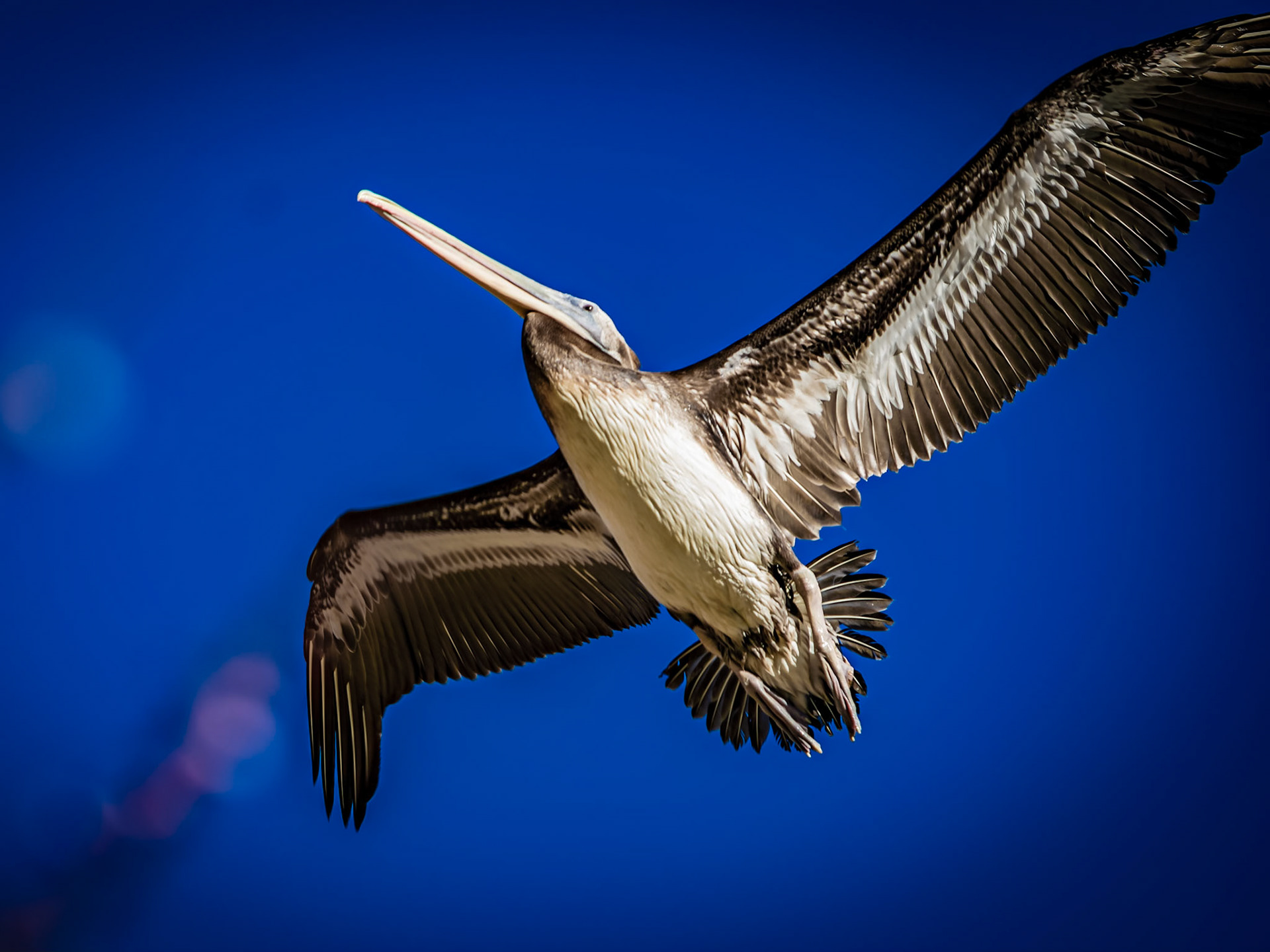 Pelecanus thagus