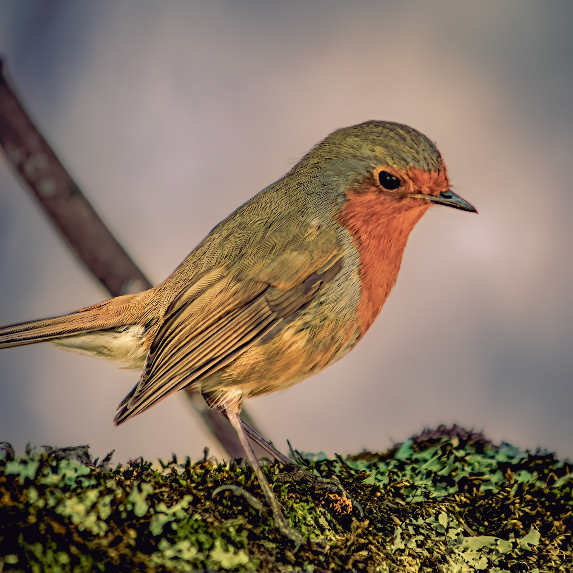 Erithacus rubecula