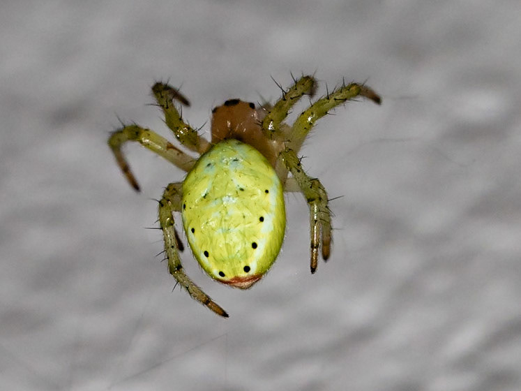 Araniella cucurbitina