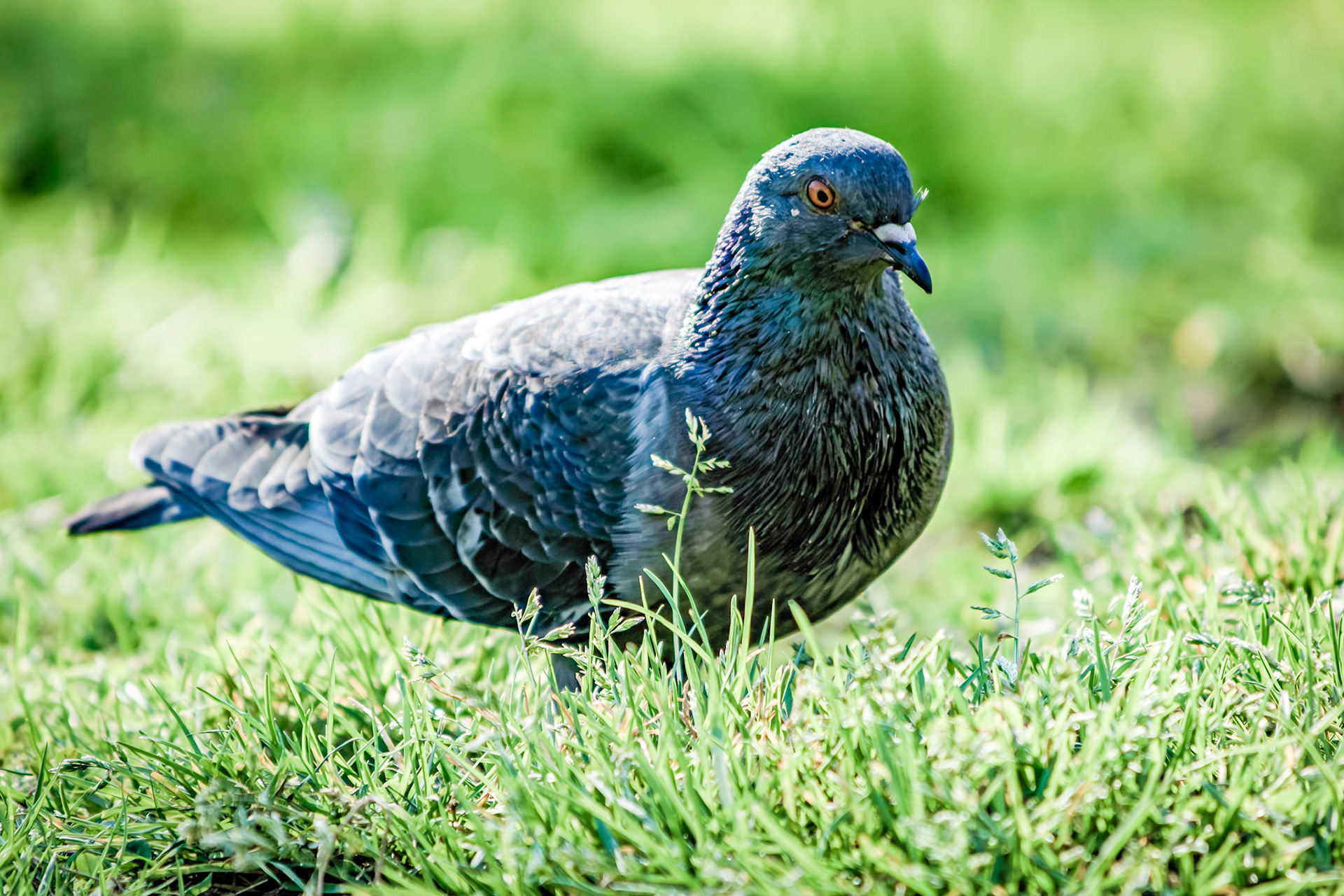 Columba livia domestica
