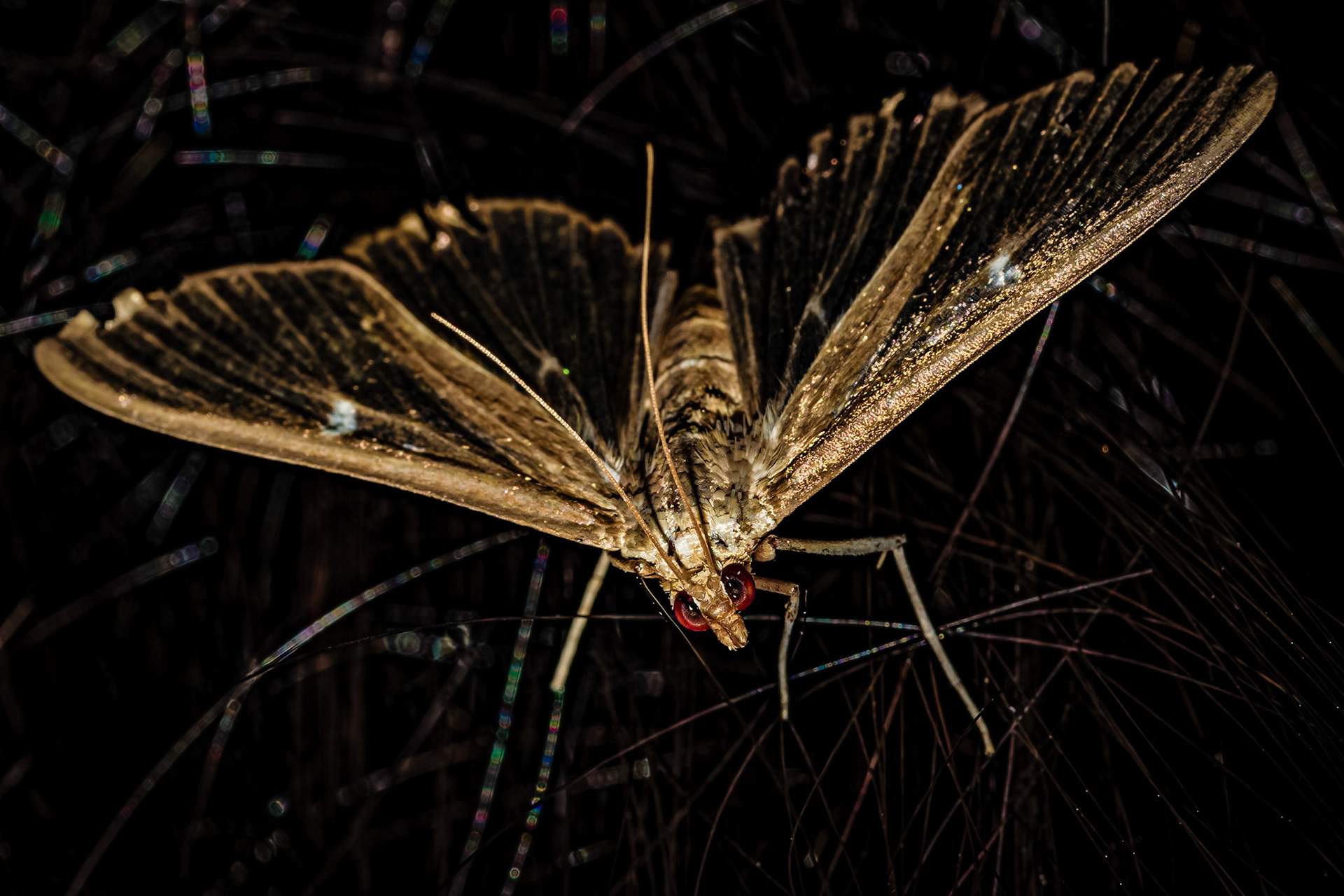 Cydalima perspectalis
