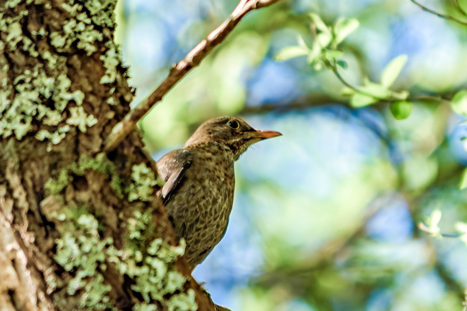 Turdus merula hembra