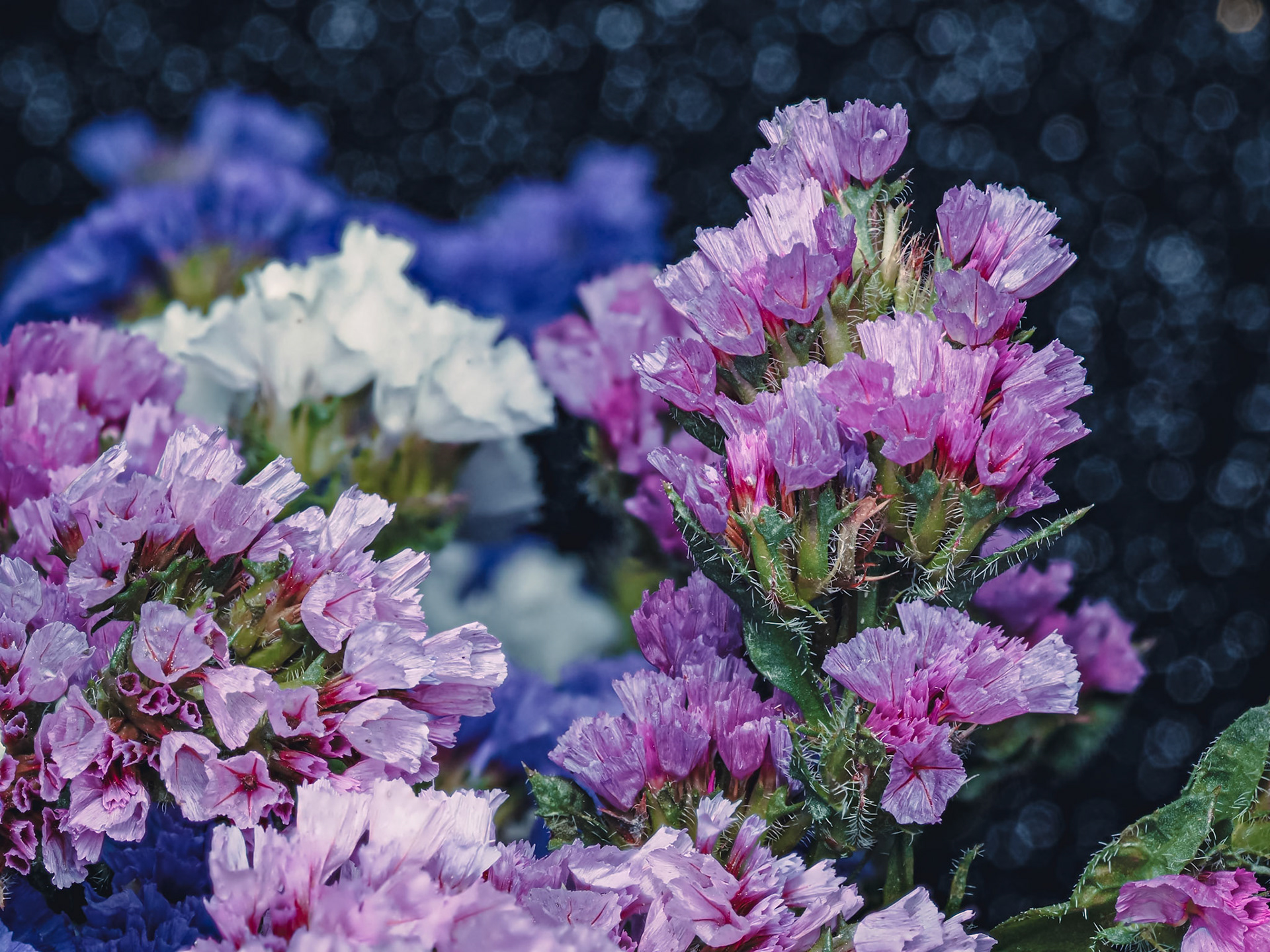 Limonium sinuatum