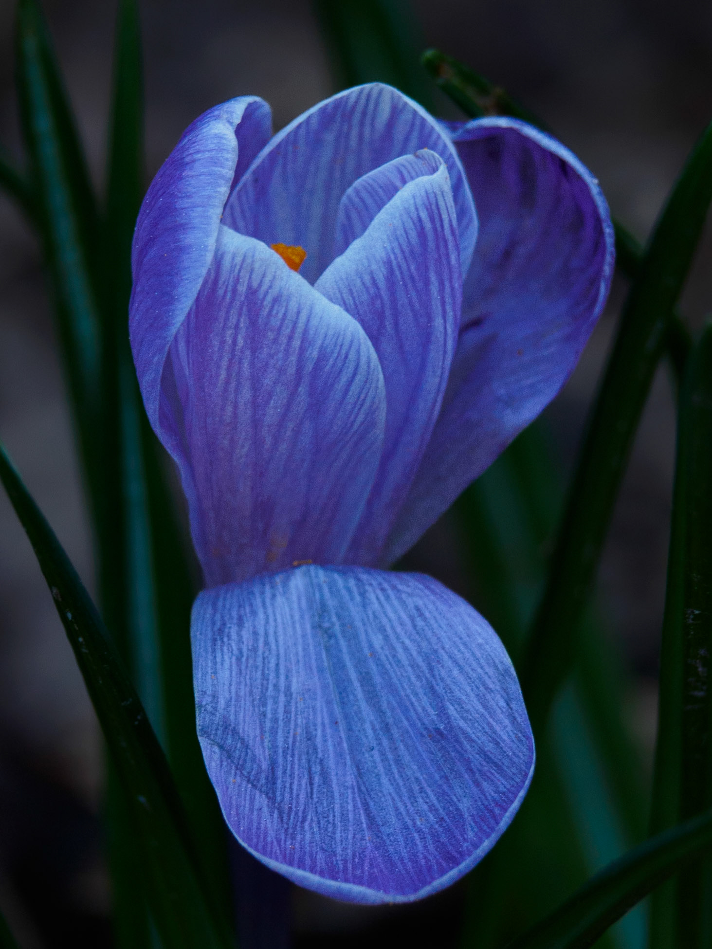 Crocus vernus