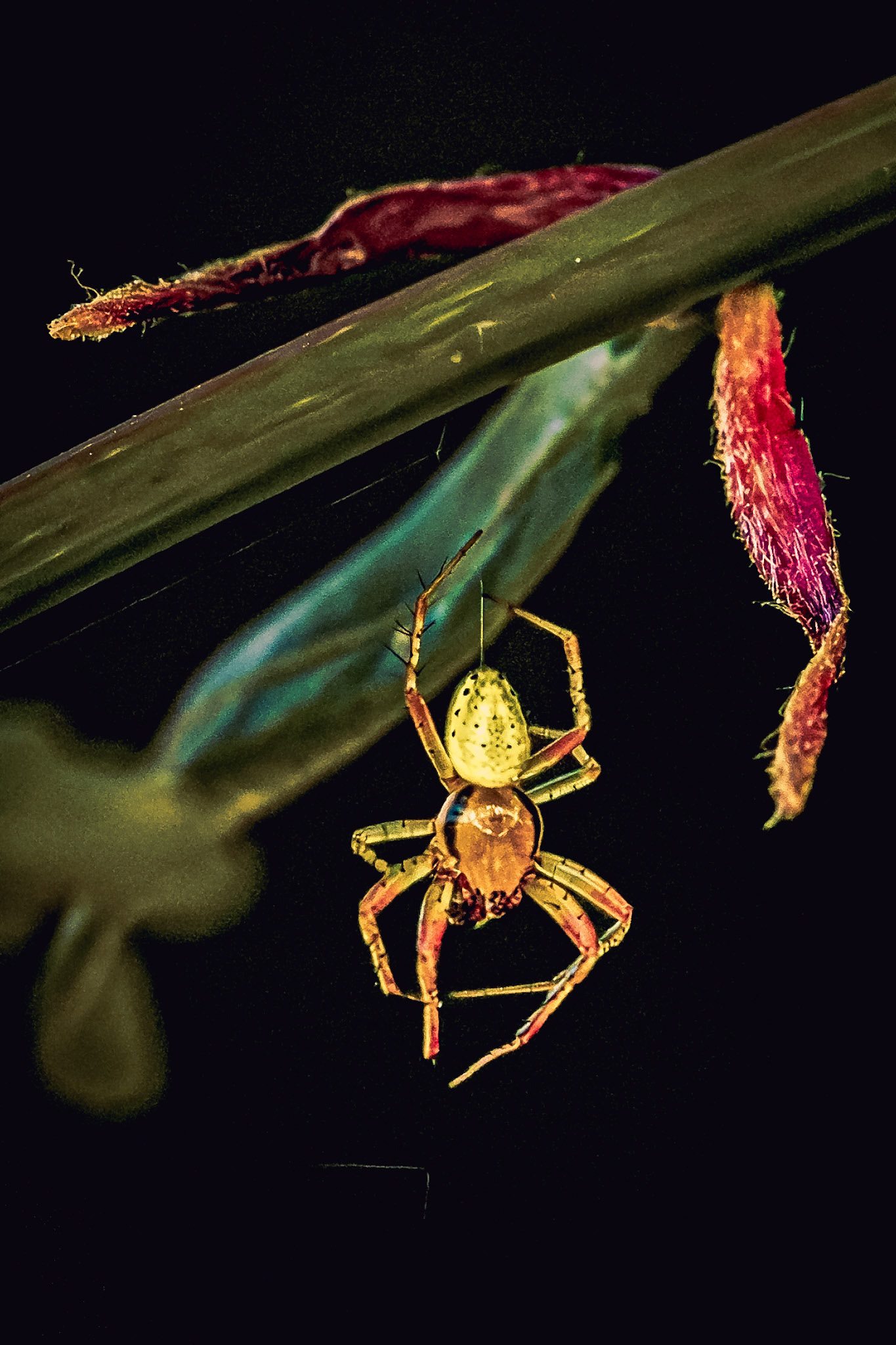 Araniella cucurbitina